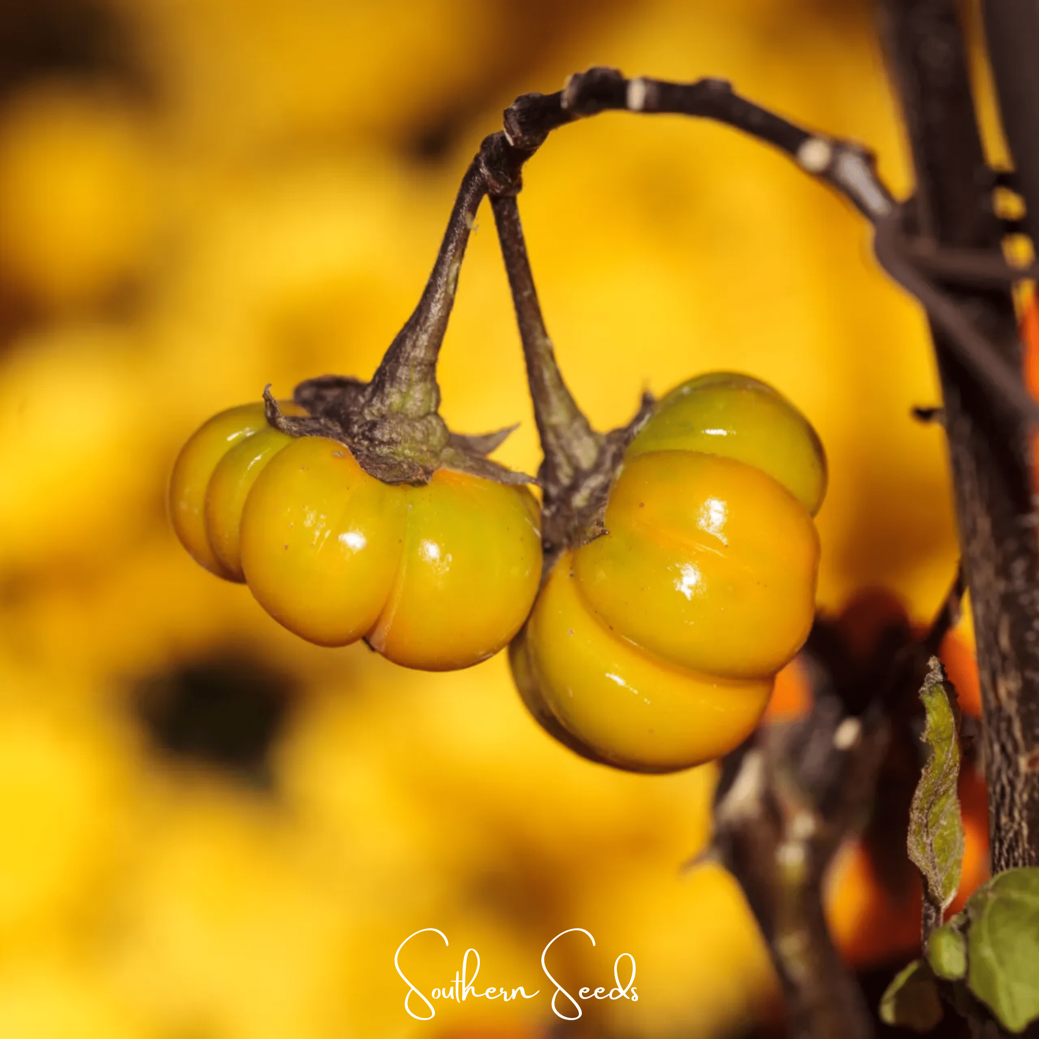 Eggplant, Pumpkin On A Stick (Solanum integrifolium) - 15 Seeds seed packet from Seed Therapy – American - grown, heirloom seeds