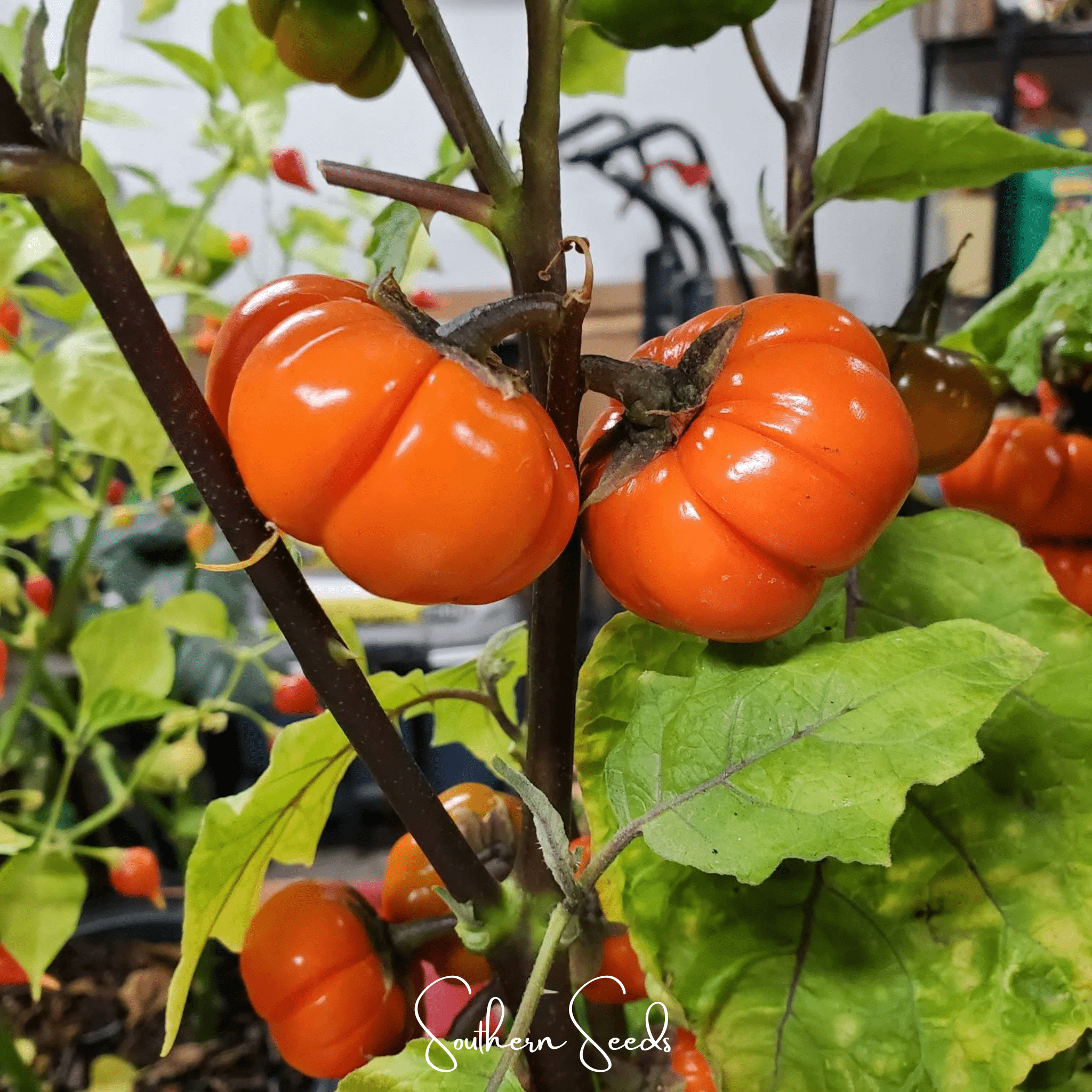 Eggplant, Pumpkin On A Stick (Solanum integrifolium) - 15 Seeds seed packet from Seed Therapy – American - grown, heirloom seeds