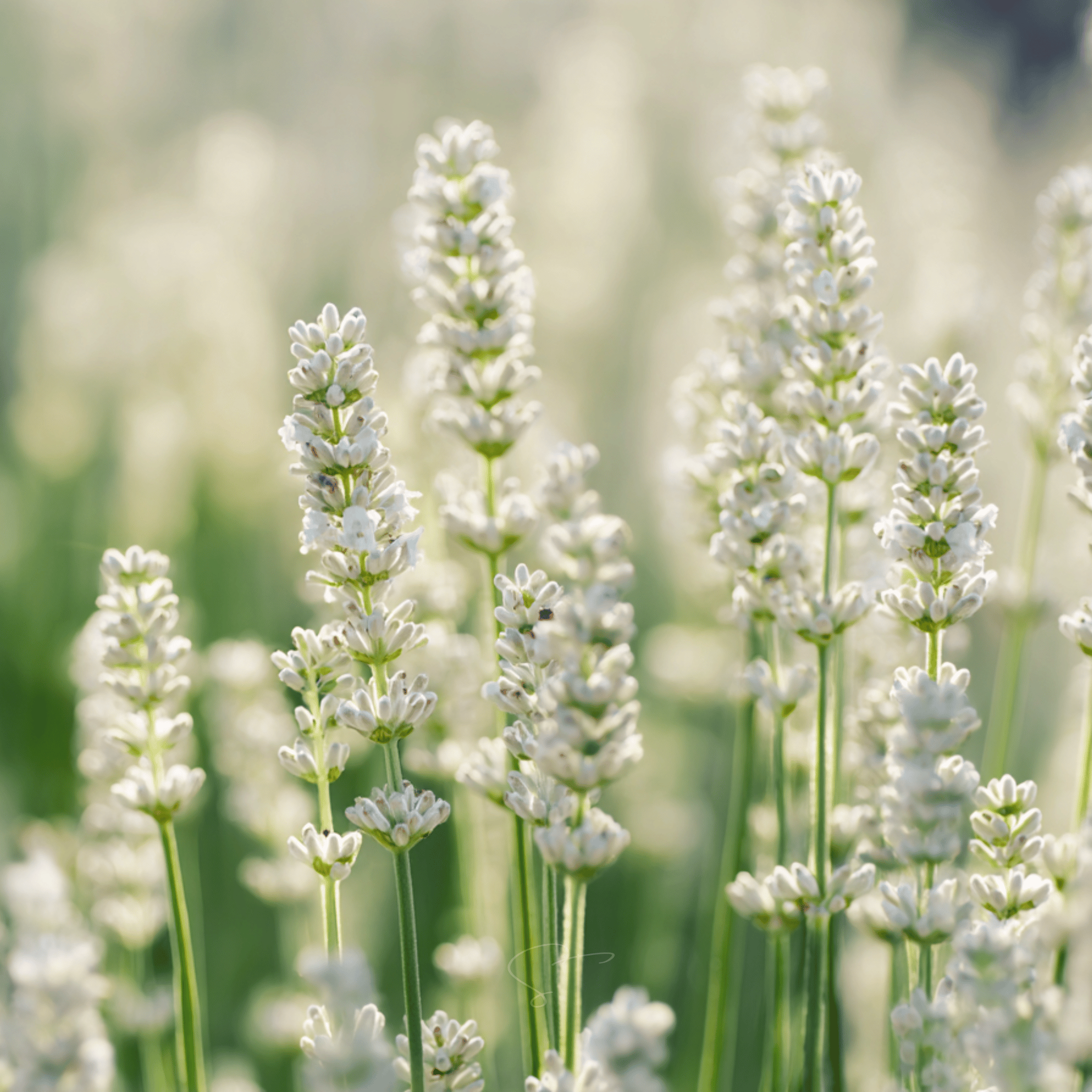 Ellagance Snow Lavender – 20 Seeds seed packet from Seed Therapy – American - grown, heirloom seeds