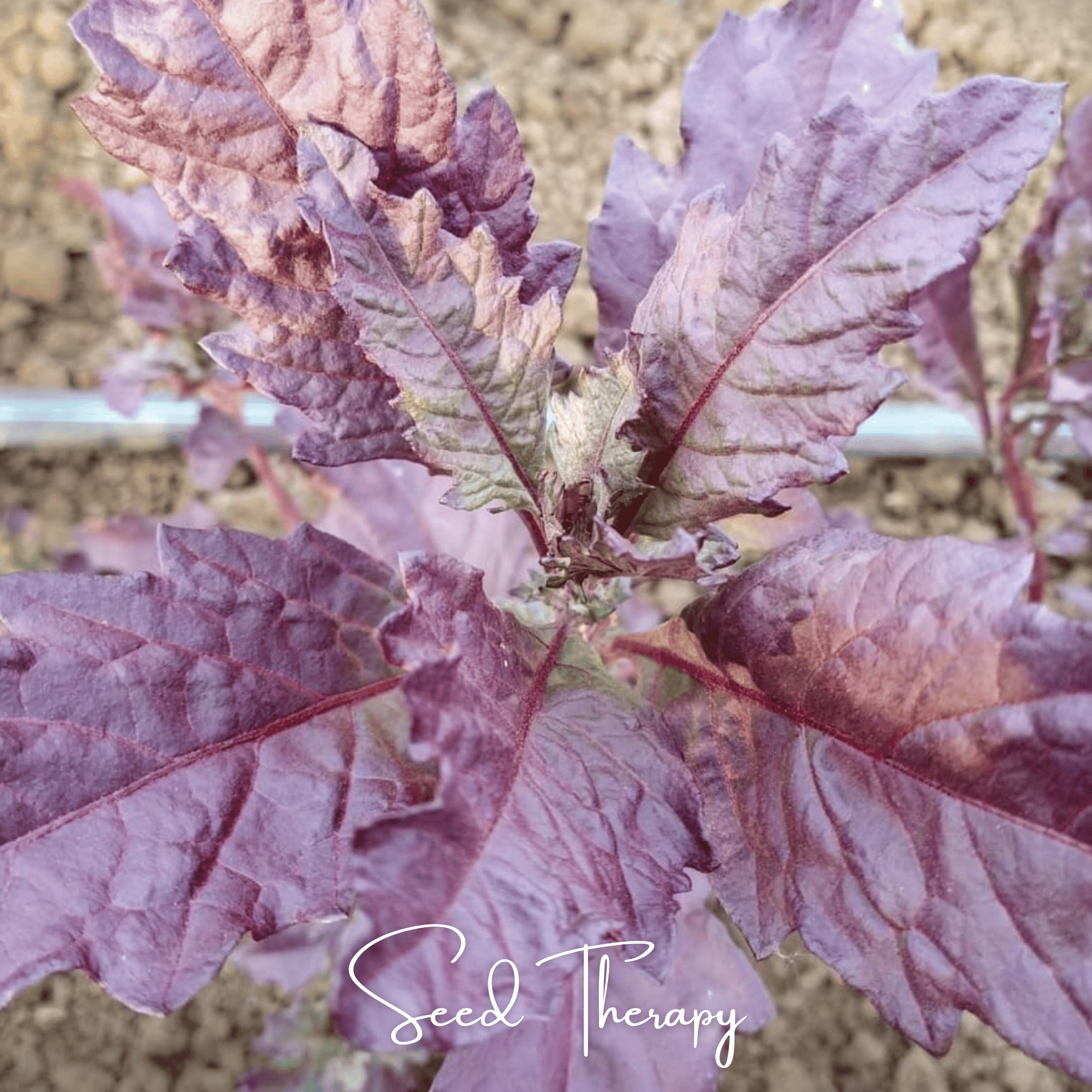 Epazote, Red Oaxaca (Dysphania ambrosioides) - 100 Seeds seed packet from Seed Therapy – American - grown, heirloom seeds