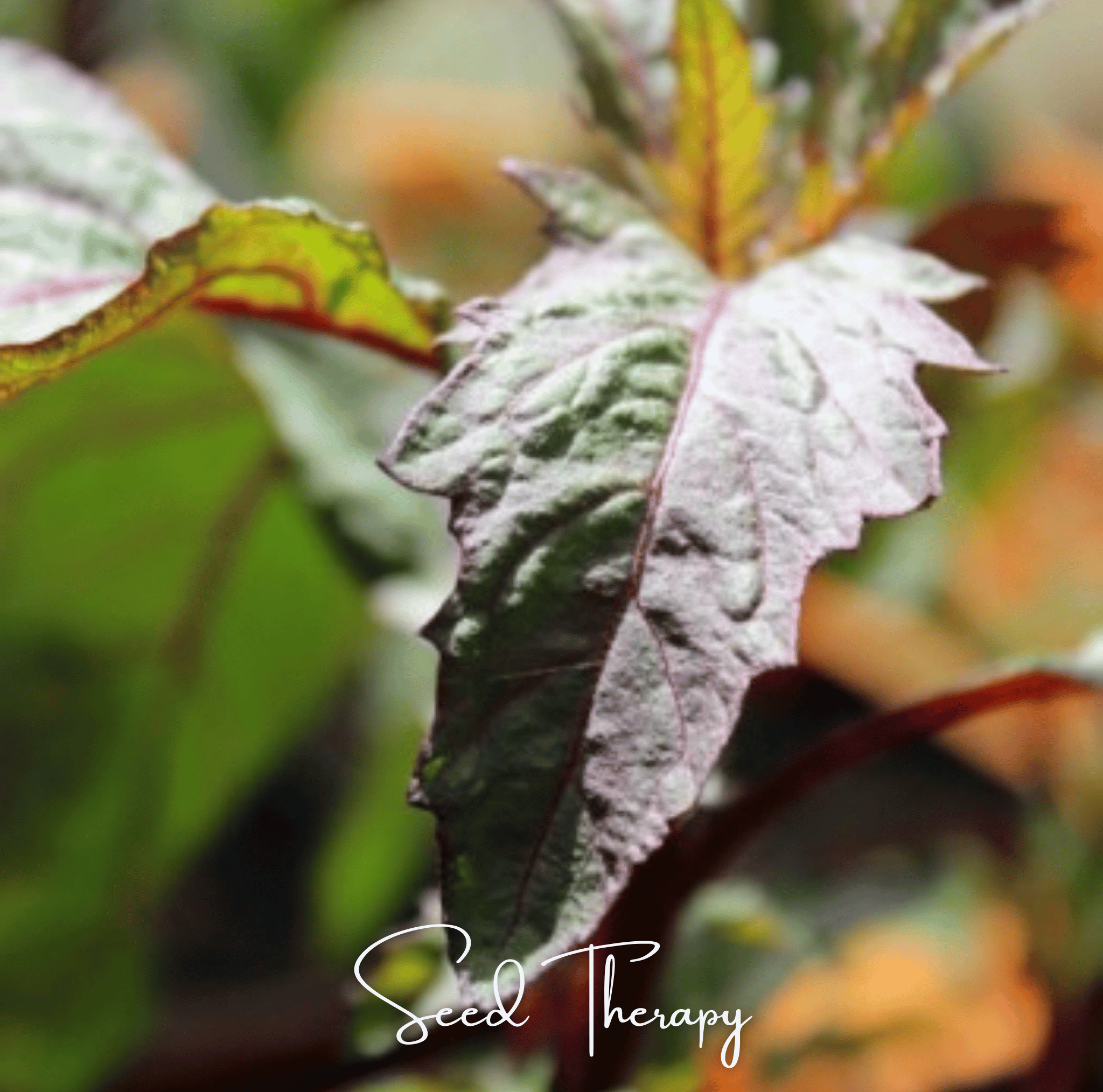 Epazote, Red Oaxaca (Dysphania ambrosioides) - 100 Seeds seed packet from Seed Therapy – American - grown, heirloom seeds