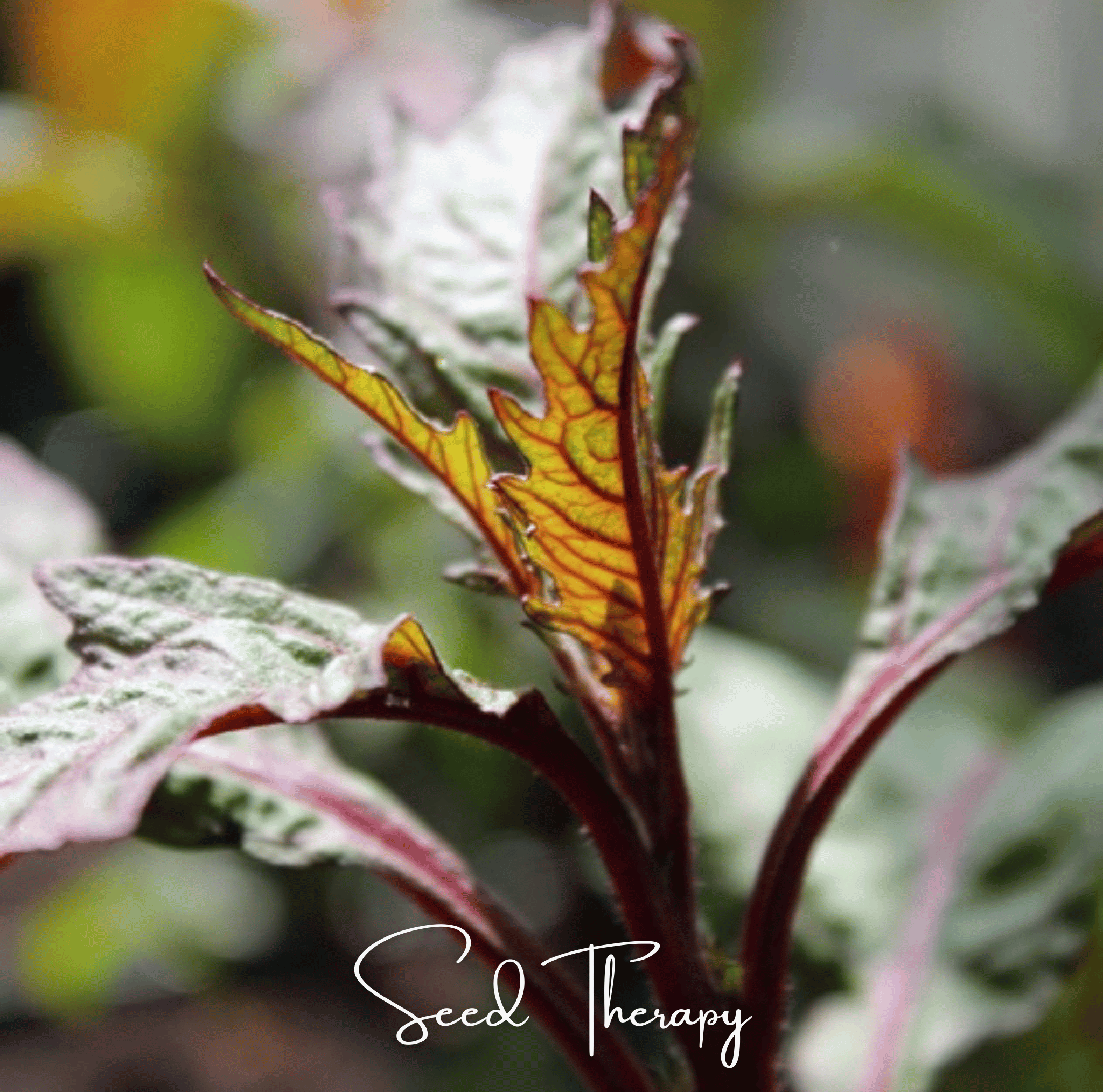 Epazote, Red Oaxaca (Dysphania ambrosioides) - 100 Seeds seed packet from Seed Therapy – American - grown, heirloom seeds