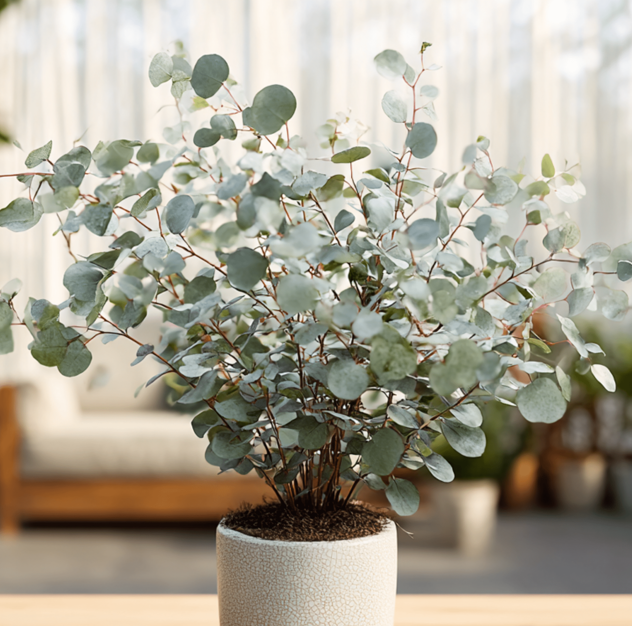 Eucalyptus, Silver Dollar (Eucalyptus cinerea) - 20 Seeds seed packet from Seed Therapy – American - grown, heirloom seeds