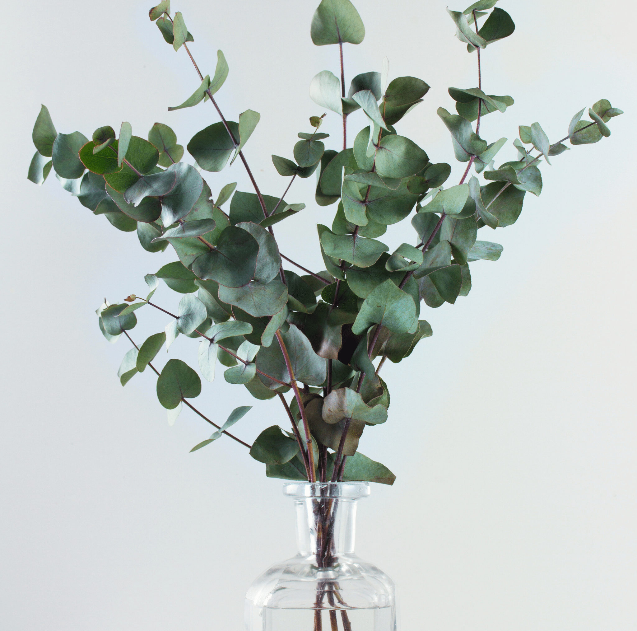 Eucalyptus, Silver Dollar (Eucalyptus cinerea) - 20 Seeds seed packet from Seed Therapy – American - grown, heirloom seeds