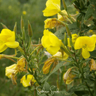 Evening Primrose (Oenothera biennis) - 100 Seeds seed packet from Seed Therapy – American - grown, heirloom seeds