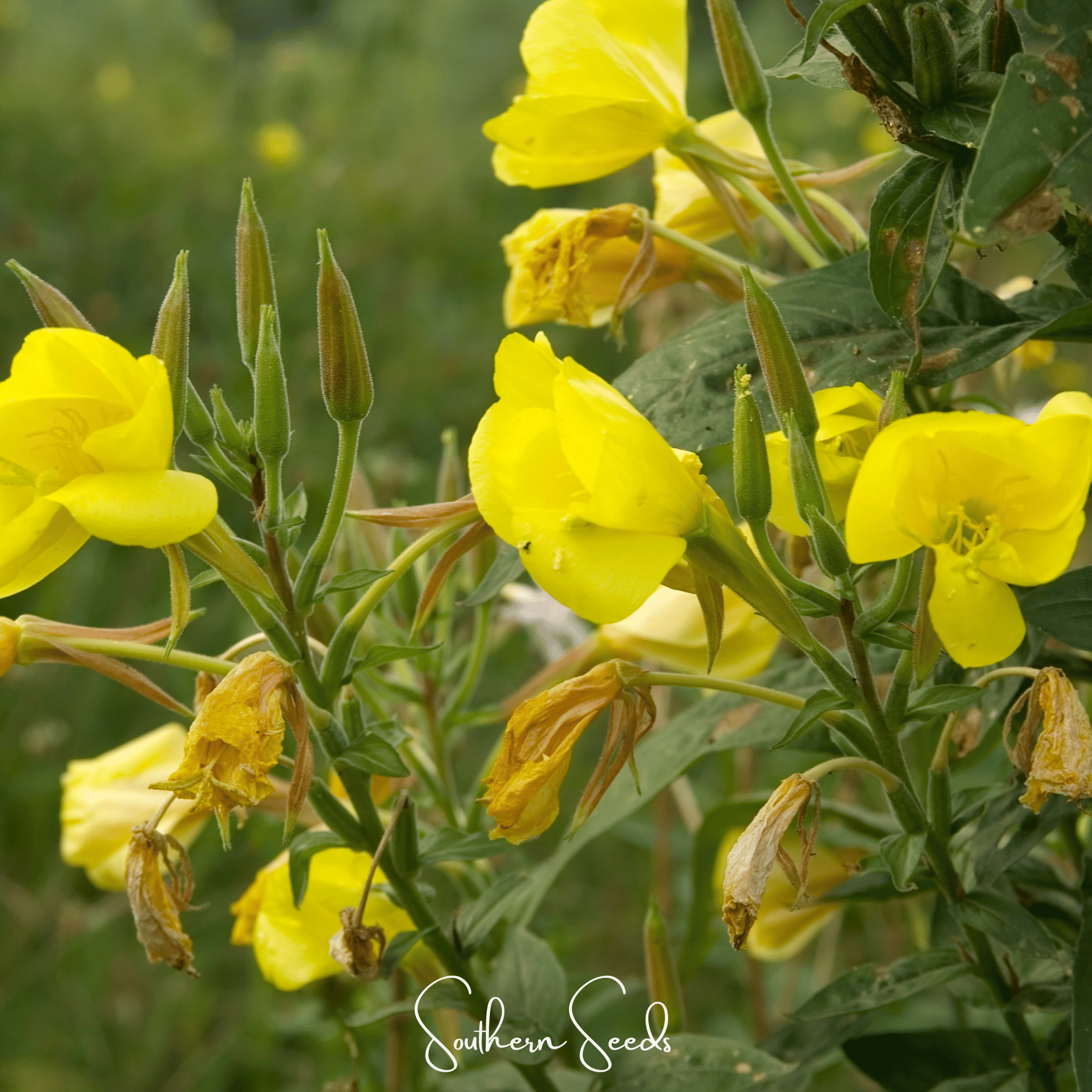 Evening Primrose (Oenothera biennis) - 100 Seeds seed packet from Seed Therapy – American - grown, heirloom seeds