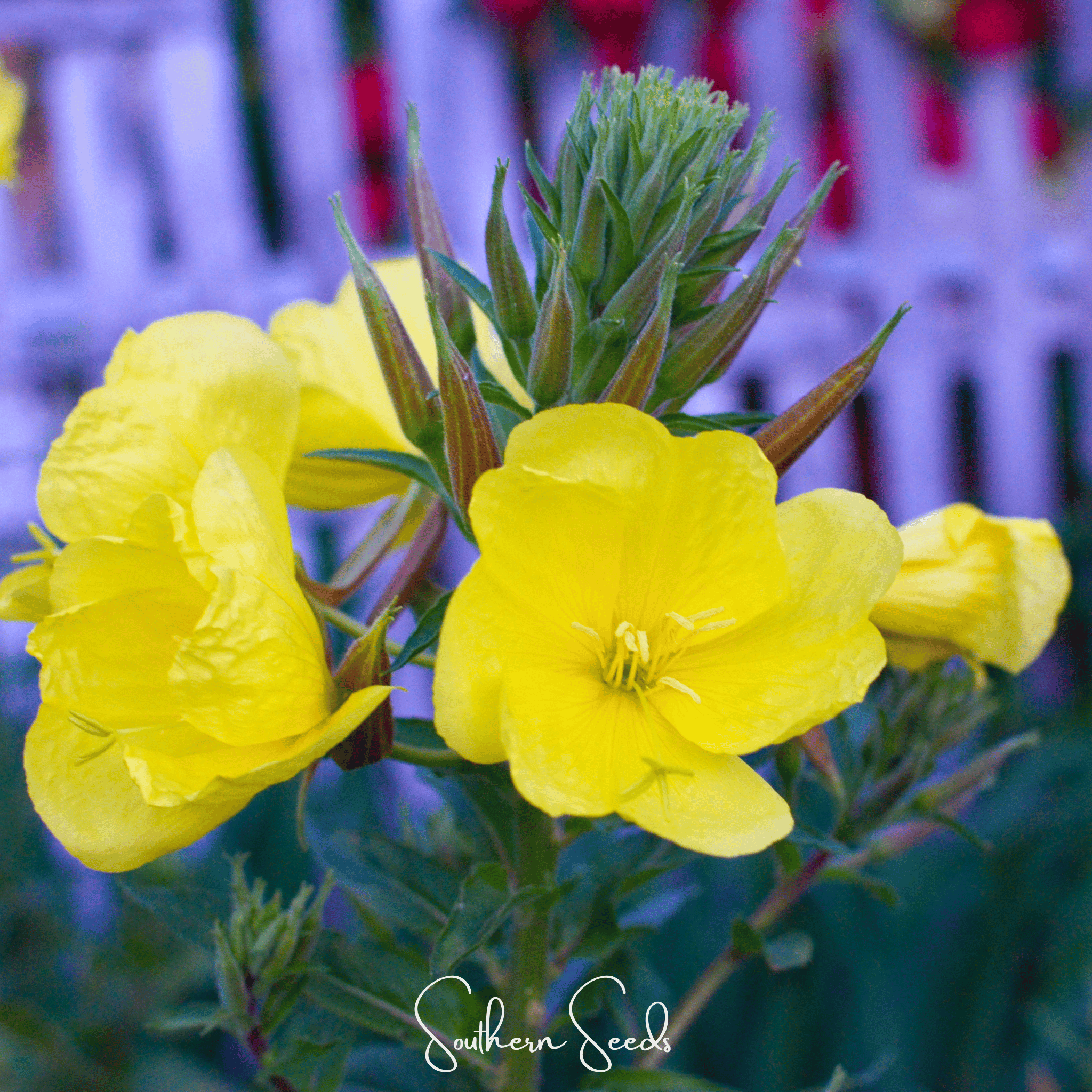Evening Primrose (Oenothera biennis) - 100 Seeds seed packet from Seed Therapy – American - grown, heirloom seeds