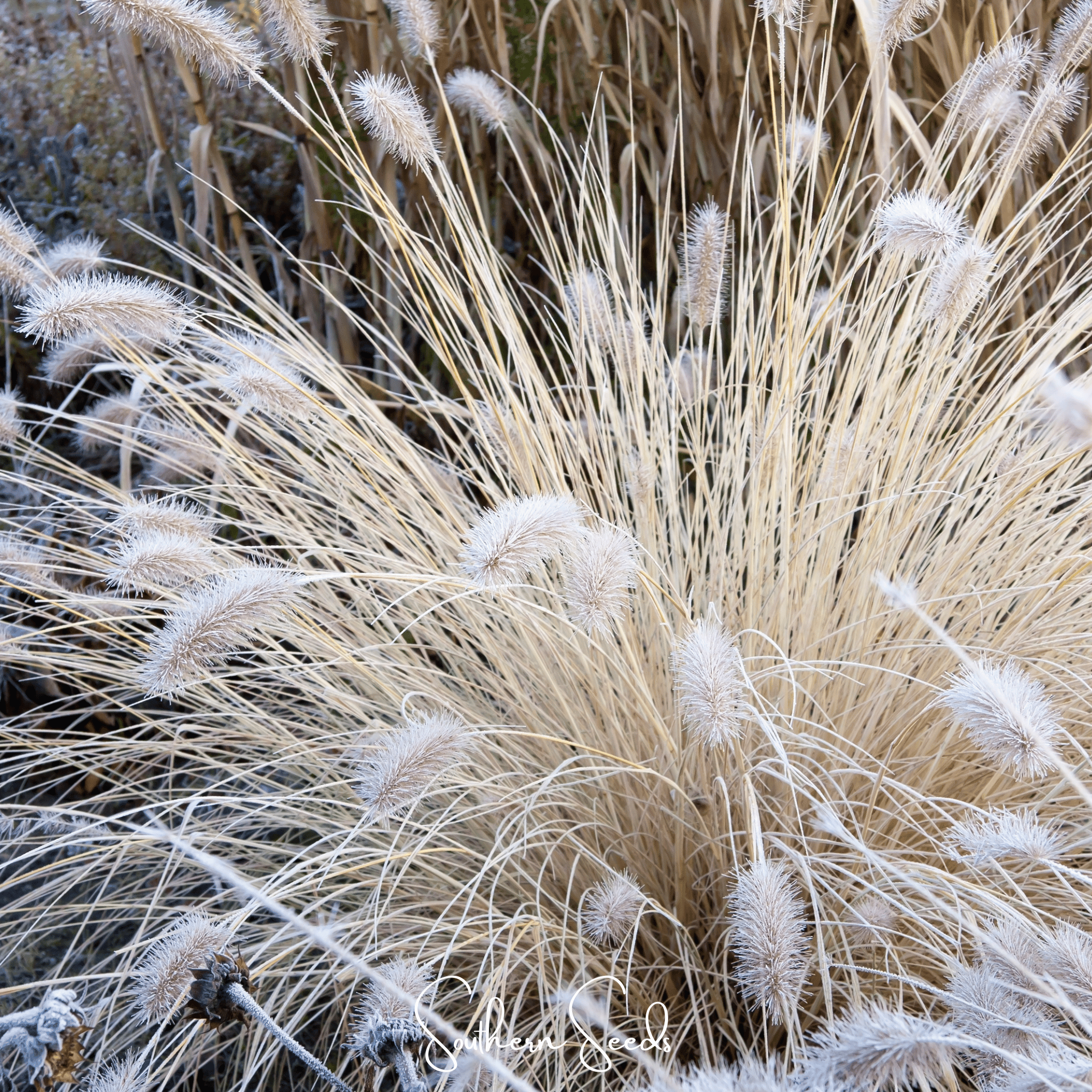 Feathertop (Pennisetum villosum) - 25 Seeds seed packet from Seed Therapy – American - grown, heirloom seeds
