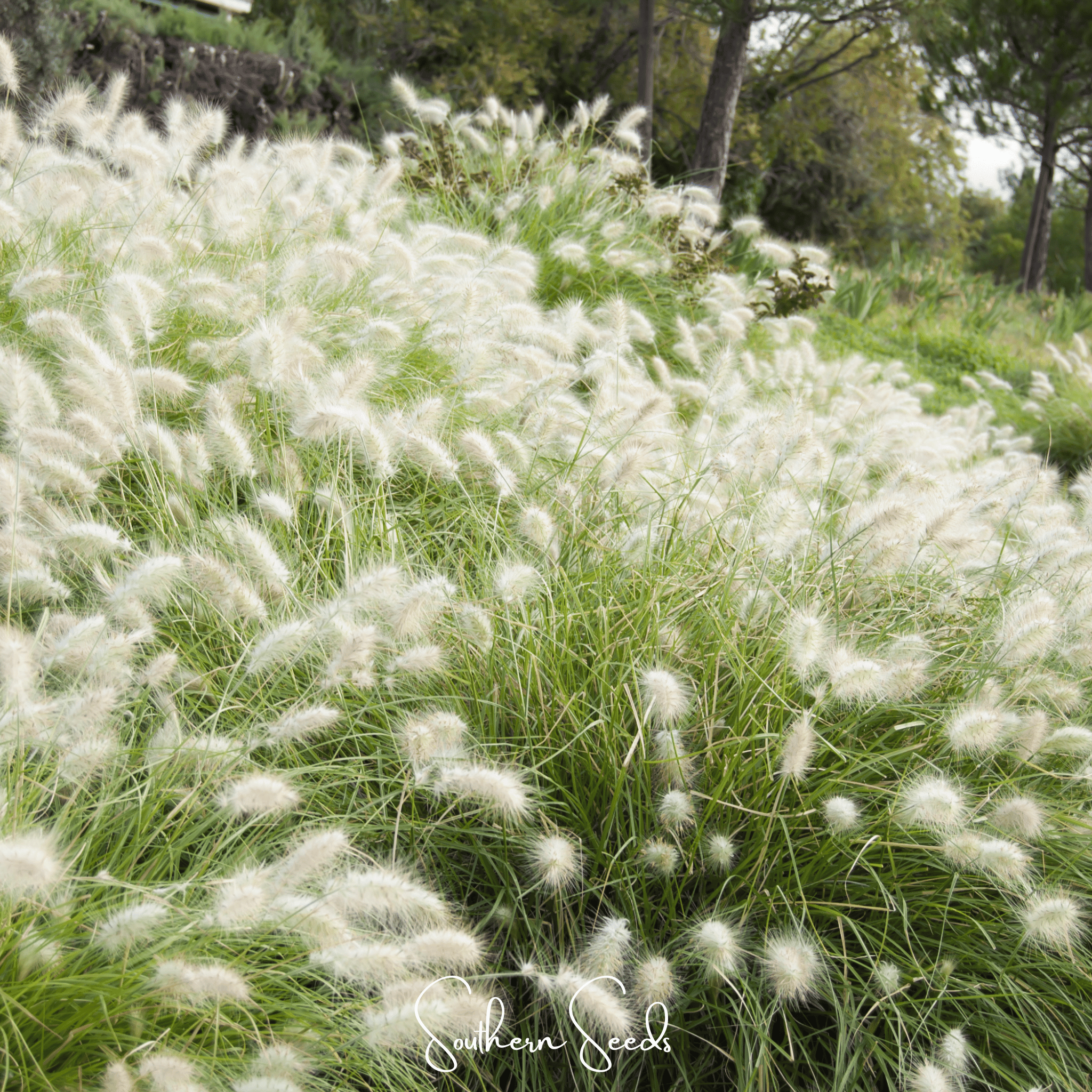 Feathertop (Pennisetum villosum) - 25 Seeds seed packet from Seed Therapy – American - grown, heirloom seeds