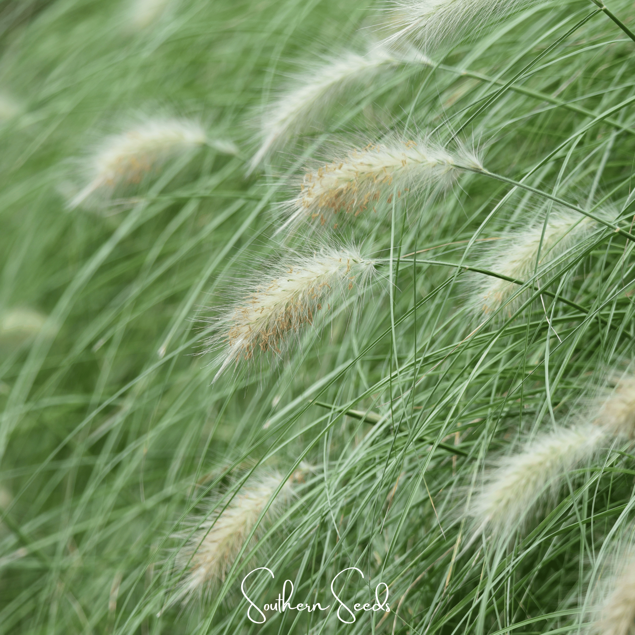 Feathertop (Pennisetum villosum) - 25 Seeds seed packet from Seed Therapy – American - grown, heirloom seeds
