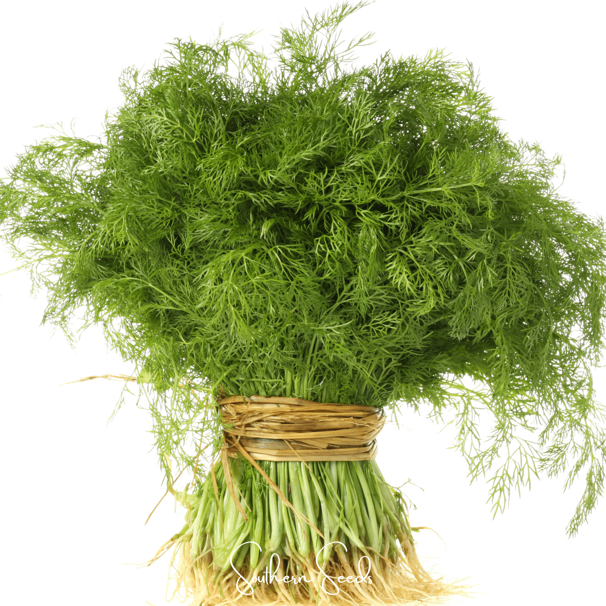 Fennel, Grosfruchtiger - Leaf Fennel (Foeniculum vulgare) - 200 Seeds seed packet from Seed Therapy – American - grown, heirloom seeds