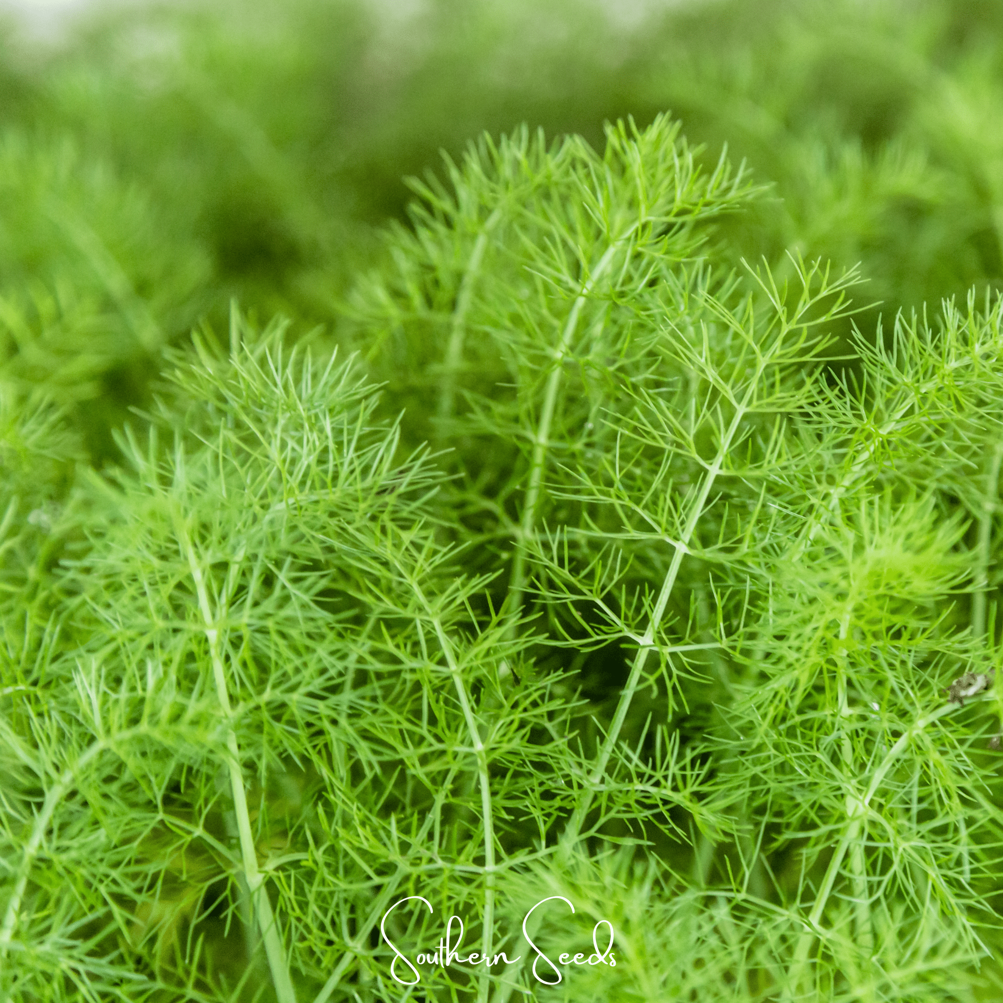 Fennel, Grosfruchtiger - Leaf Fennel (Foeniculum vulgare) - 200 Seeds seed packet from Seed Therapy – American - grown, heirloom seeds