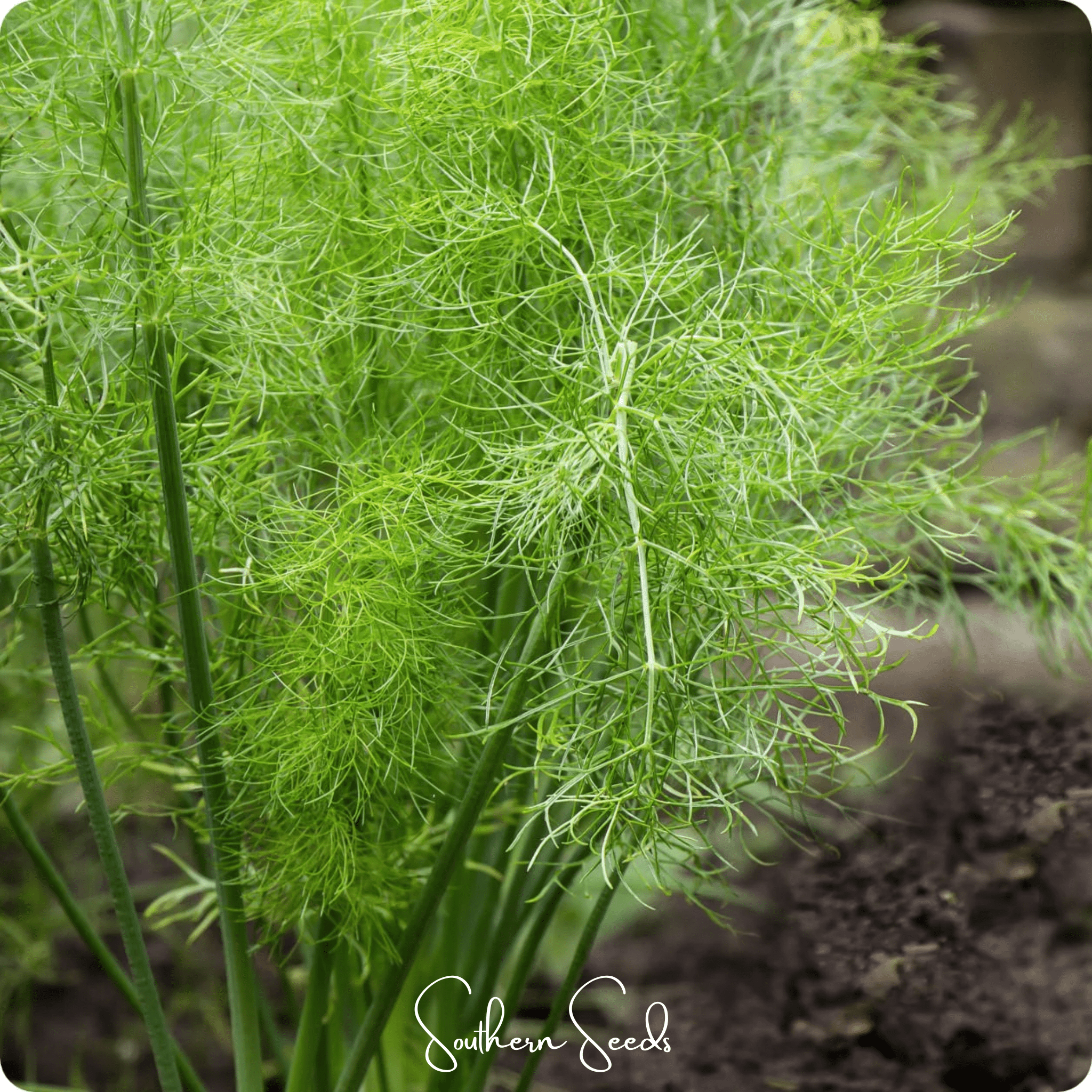 Fennel, Grosfruchtiger - Leaf Fennel (Foeniculum vulgare) - 200 Seeds seed packet from Seed Therapy – American - grown, heirloom seeds