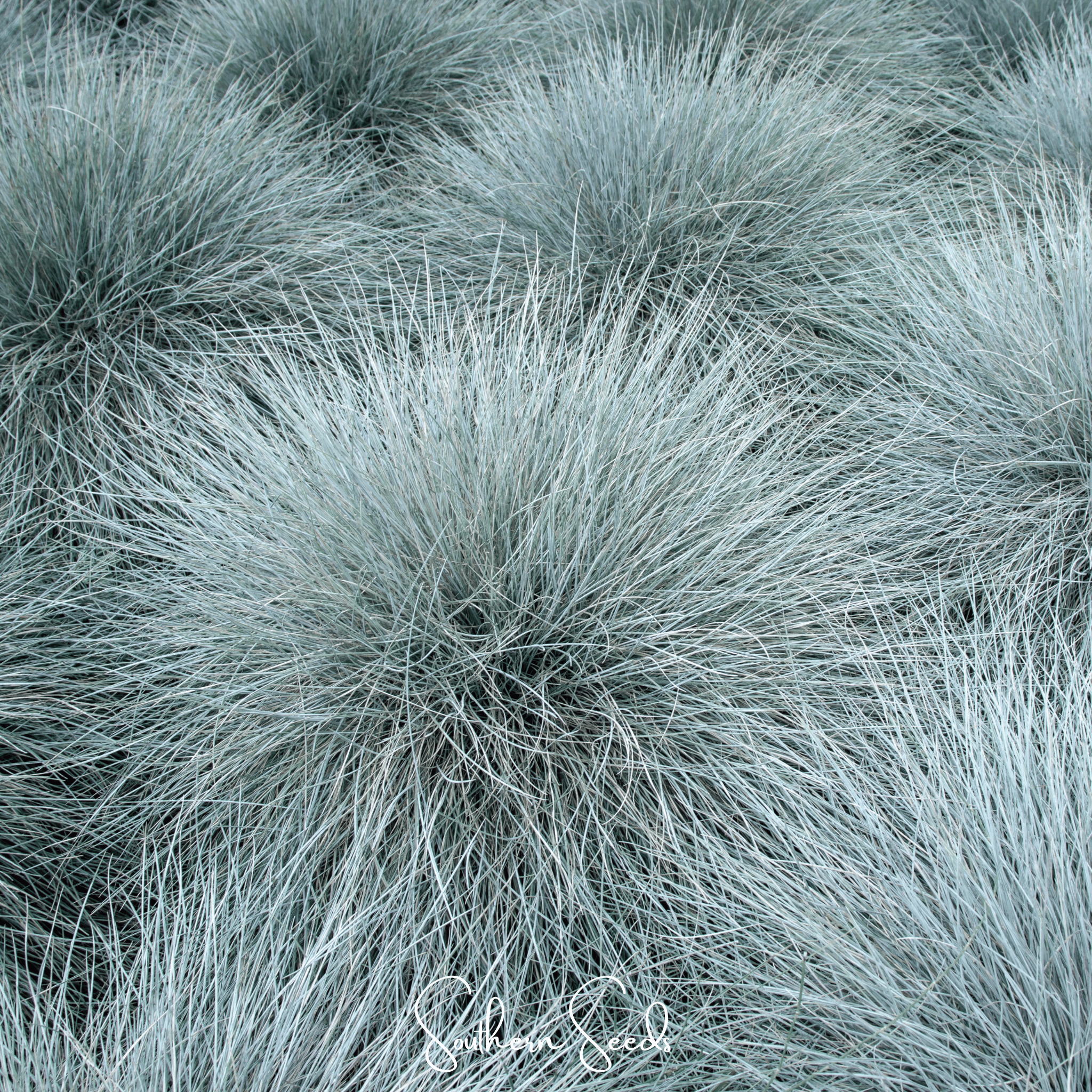 Fescue, Blue (Festuca ovina glauca) - 100 Seeds seed packet from Seed Therapy – American - grown, heirloom seeds
