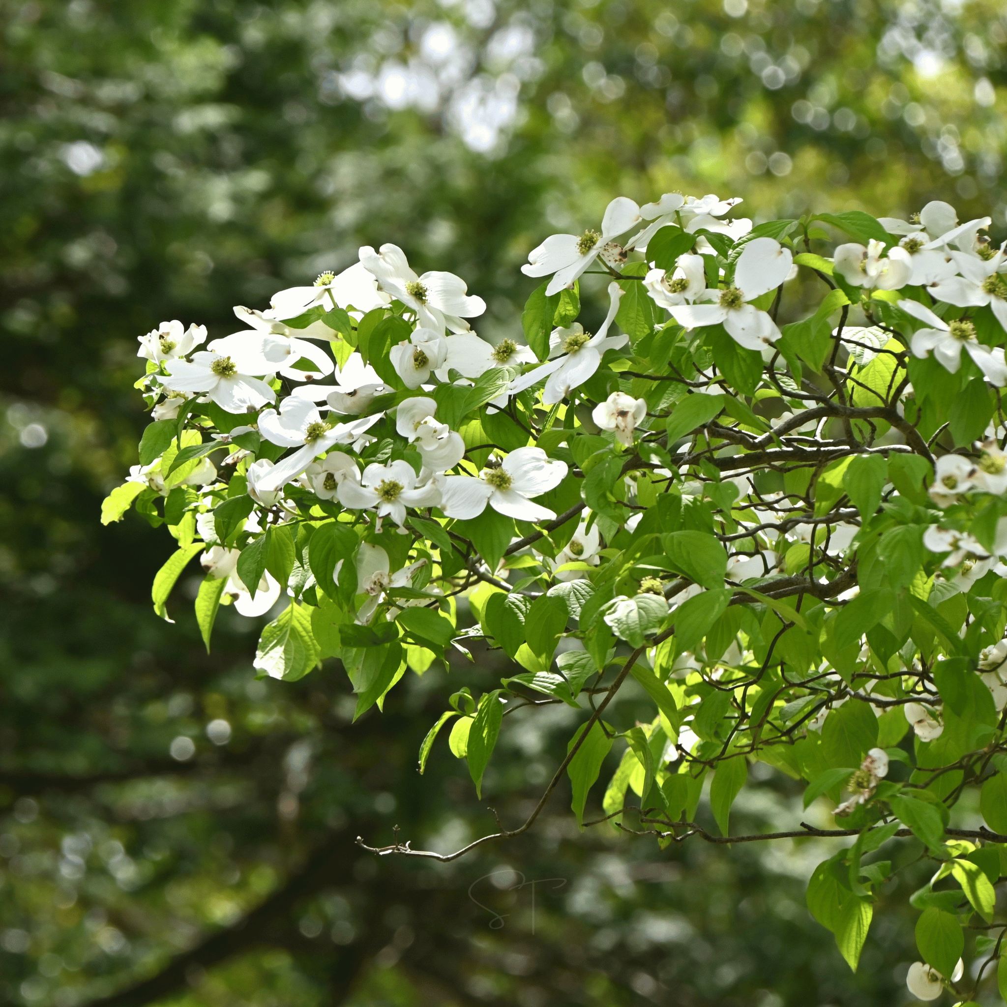 Flowering Dogwood – 20 Seeds seed packet from Seed Therapy – American - grown, heirloom seeds