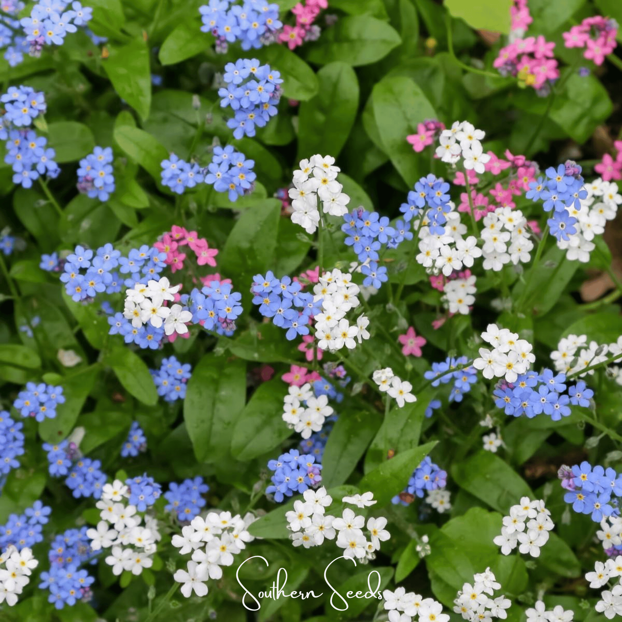 Forget Me Not, Mix (Myosotis sylvatica) - 100 Seeds seed packet from Seed Therapy – American - grown, heirloom seeds