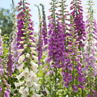 Foxglove, Foxy Mix (Digitalis purpurea) - 200 Seeds seed packet from Seed Therapy – American - grown, heirloom seeds