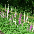 Foxglove, Foxy Mix (Digitalis purpurea) - 200 Seeds seed packet from Seed Therapy – American - grown, heirloom seeds
