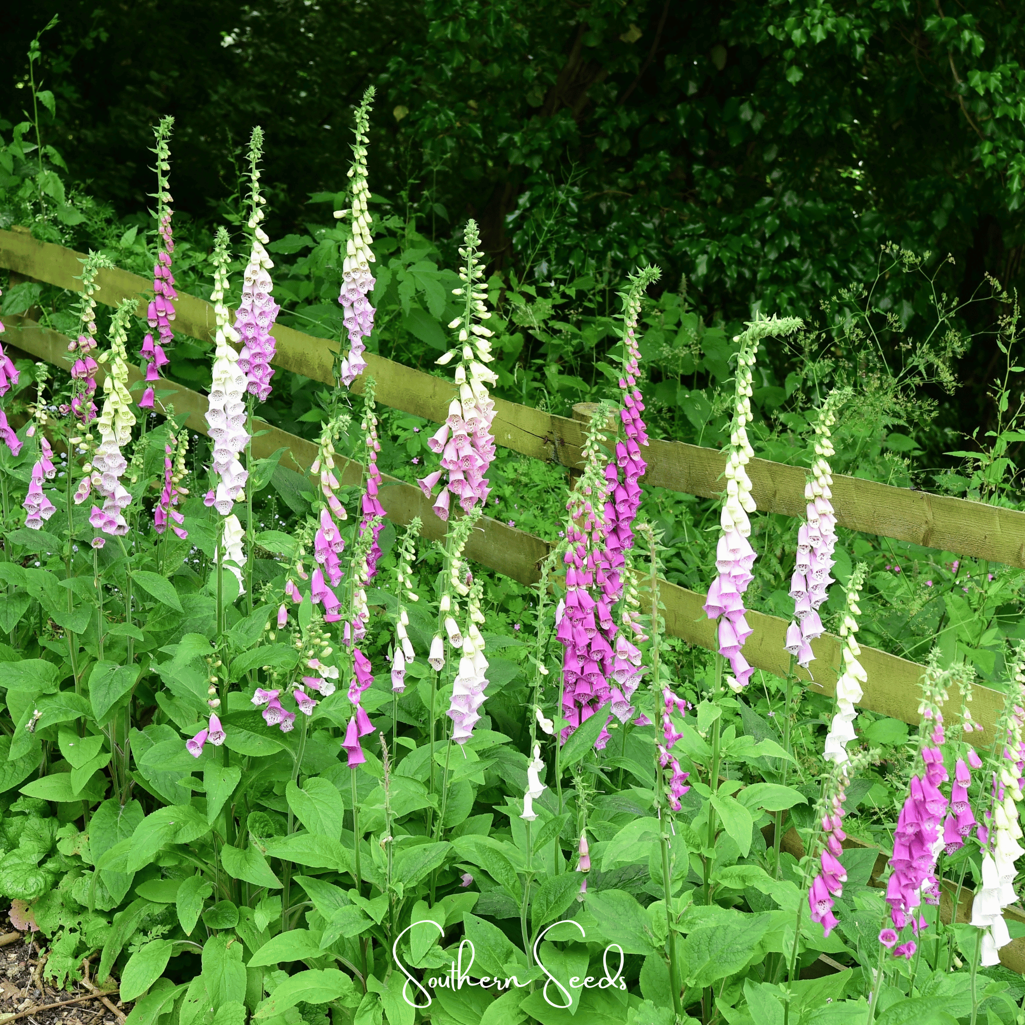Foxglove, Foxy Mix (Digitalis purpurea) - 200 Seeds seed packet from Seed Therapy – American - grown, heirloom seeds