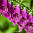 Foxglove, Foxy Mix (Digitalis purpurea) - 200 Seeds seed packet from Seed Therapy – American - grown, heirloom seeds