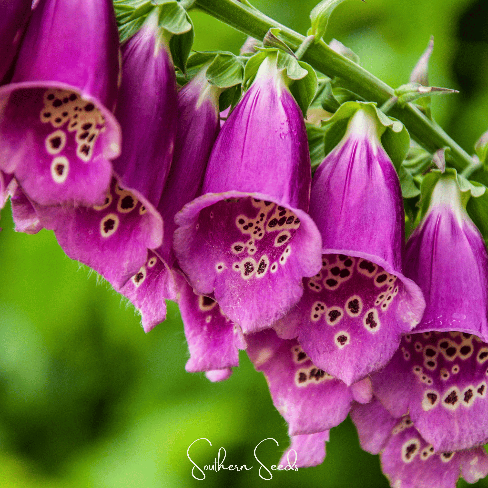 Foxglove, Foxy Mix (Digitalis purpurea) - 200 Seeds seed packet from Seed Therapy – American - grown, heirloom seeds