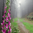 Foxglove, Foxy Mix (Digitalis purpurea) - 200 Seeds seed packet from Seed Therapy – American - grown, heirloom seeds