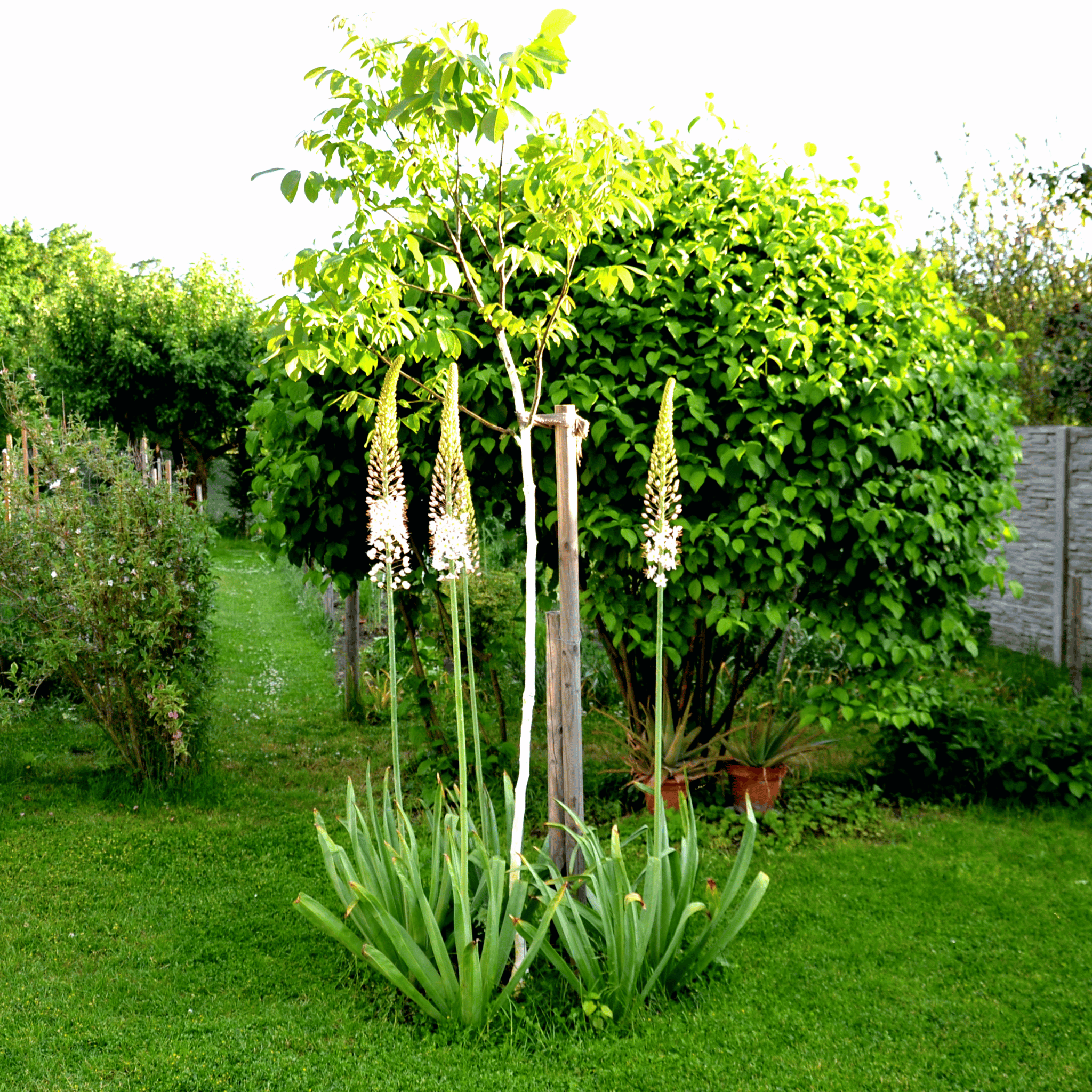 Foxtail Lily – 10 Seeds seed packet from Seed Therapy – American - grown, heirloom seeds