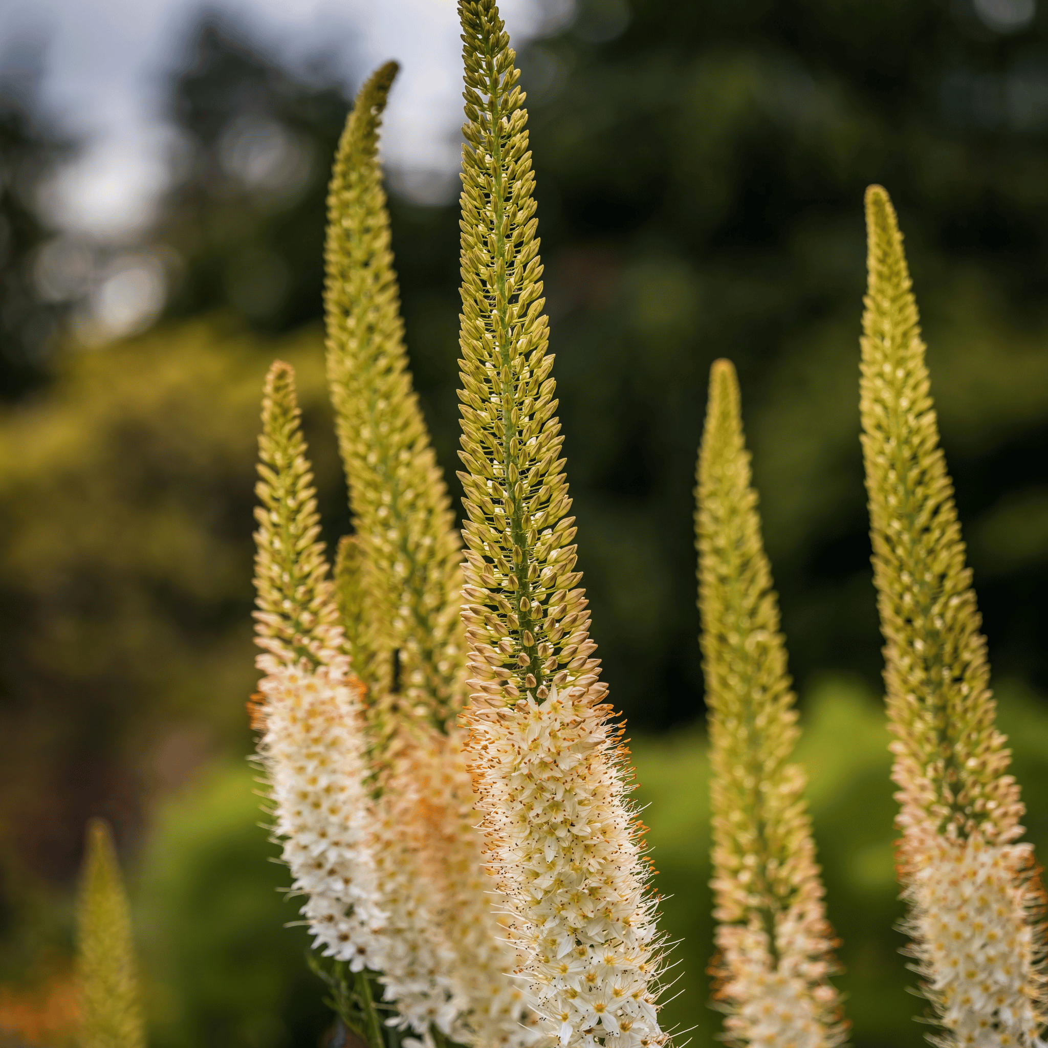 Foxtail Lily – 10 Seeds seed packet from Seed Therapy – American - grown, heirloom seeds