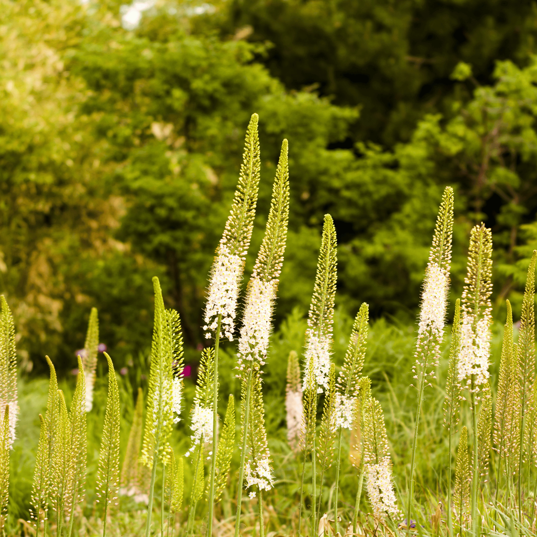 Foxtail Lily – 10 Seeds seed packet from Seed Therapy – American - grown, heirloom seeds