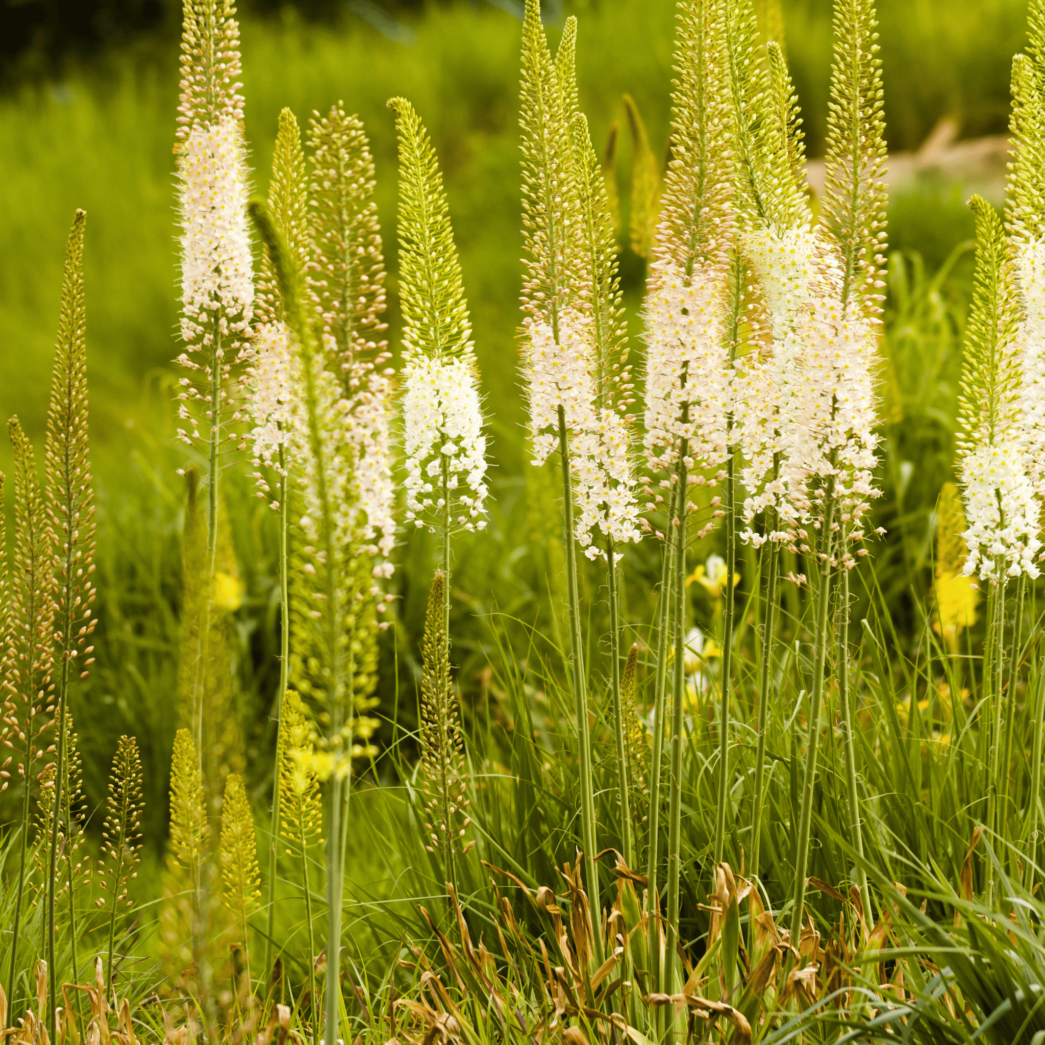 Foxtail Lily – 10 Seeds seed packet from Seed Therapy – American - grown, heirloom seeds