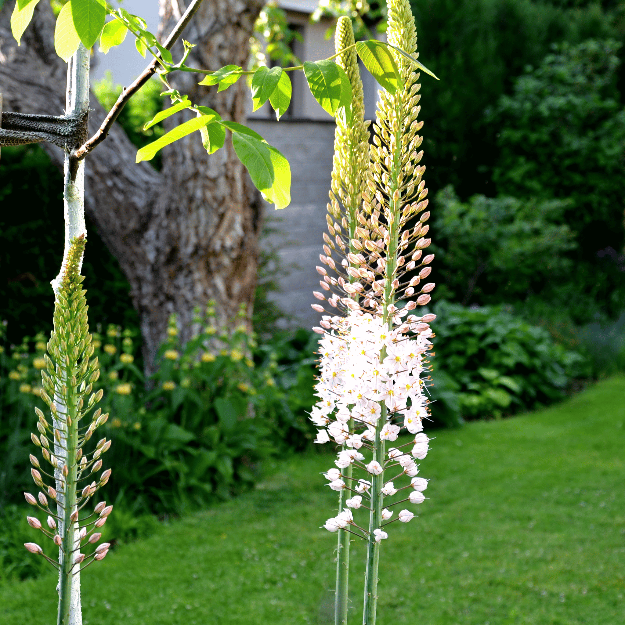 Foxtail Lily – 10 Seeds seed packet from Seed Therapy – American - grown, heirloom seeds