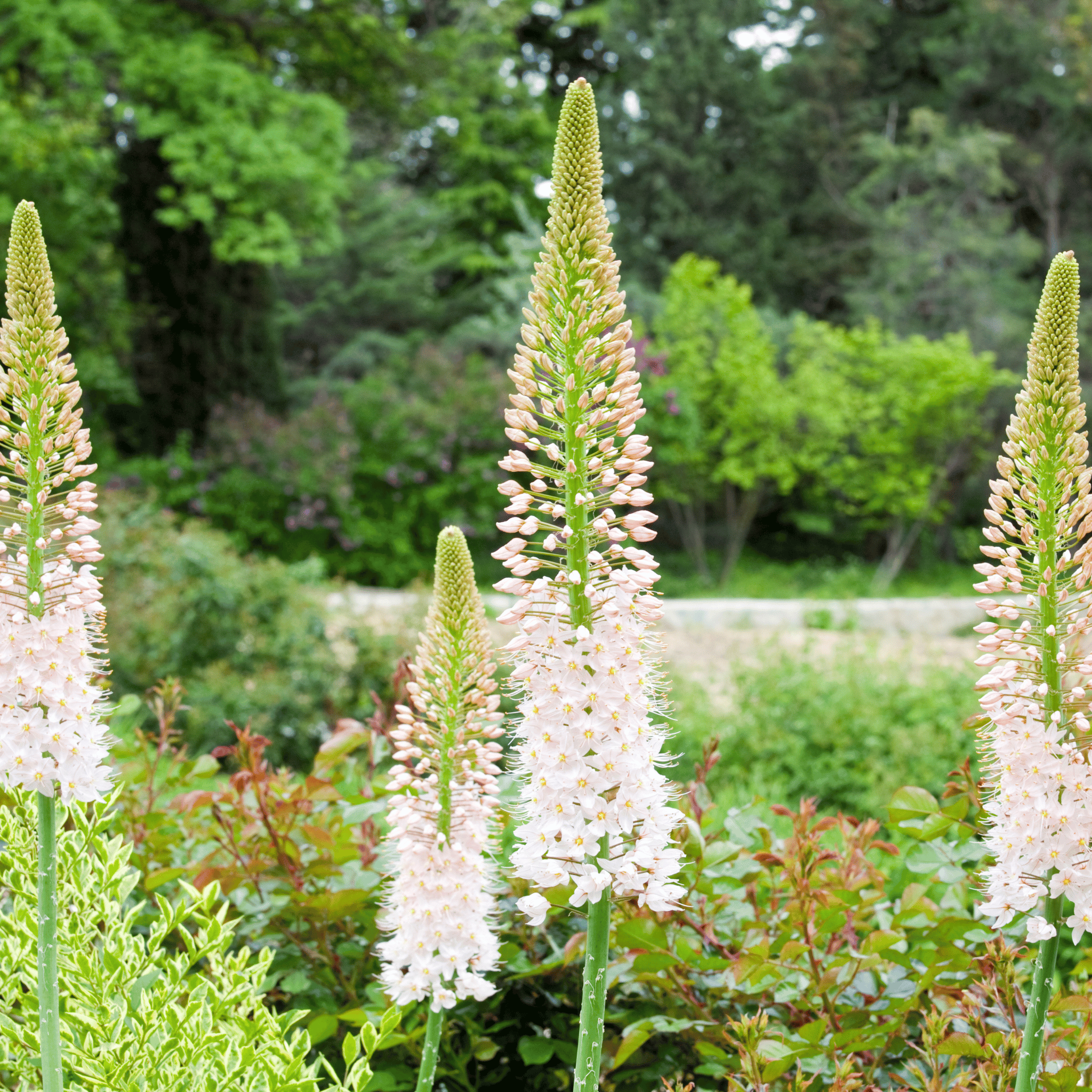 Foxtail Lily – 10 Seeds seed packet from Seed Therapy – American - grown, heirloom seeds