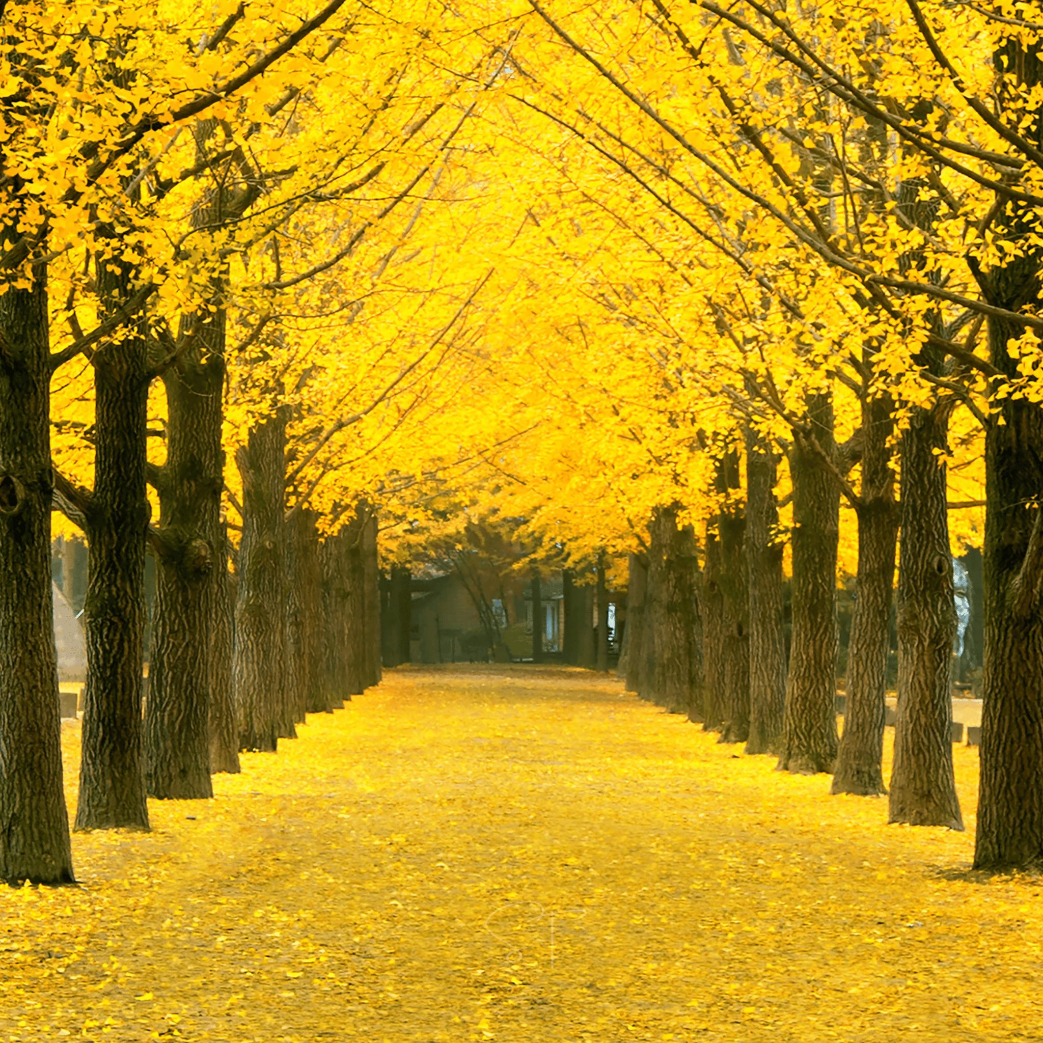 Gingko Biloba Tree – 5 Seeds seed packet from Seed Therapy – American - grown, heirloom seeds