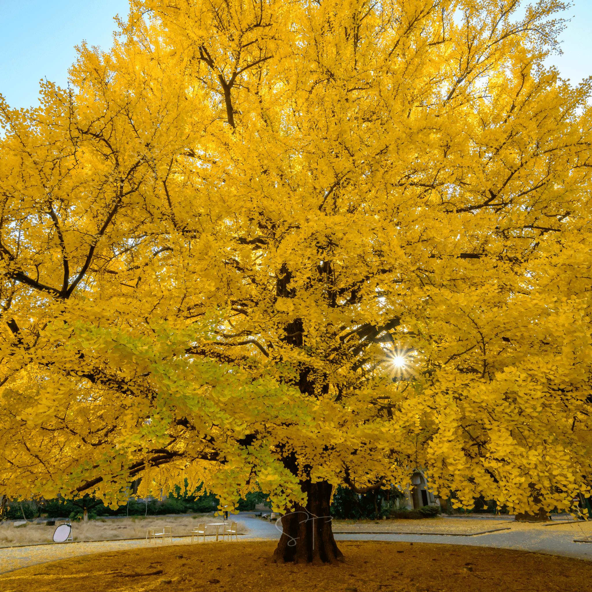 Gingko Biloba Tree – 5 Seeds seed packet from Seed Therapy – American - grown, heirloom seeds