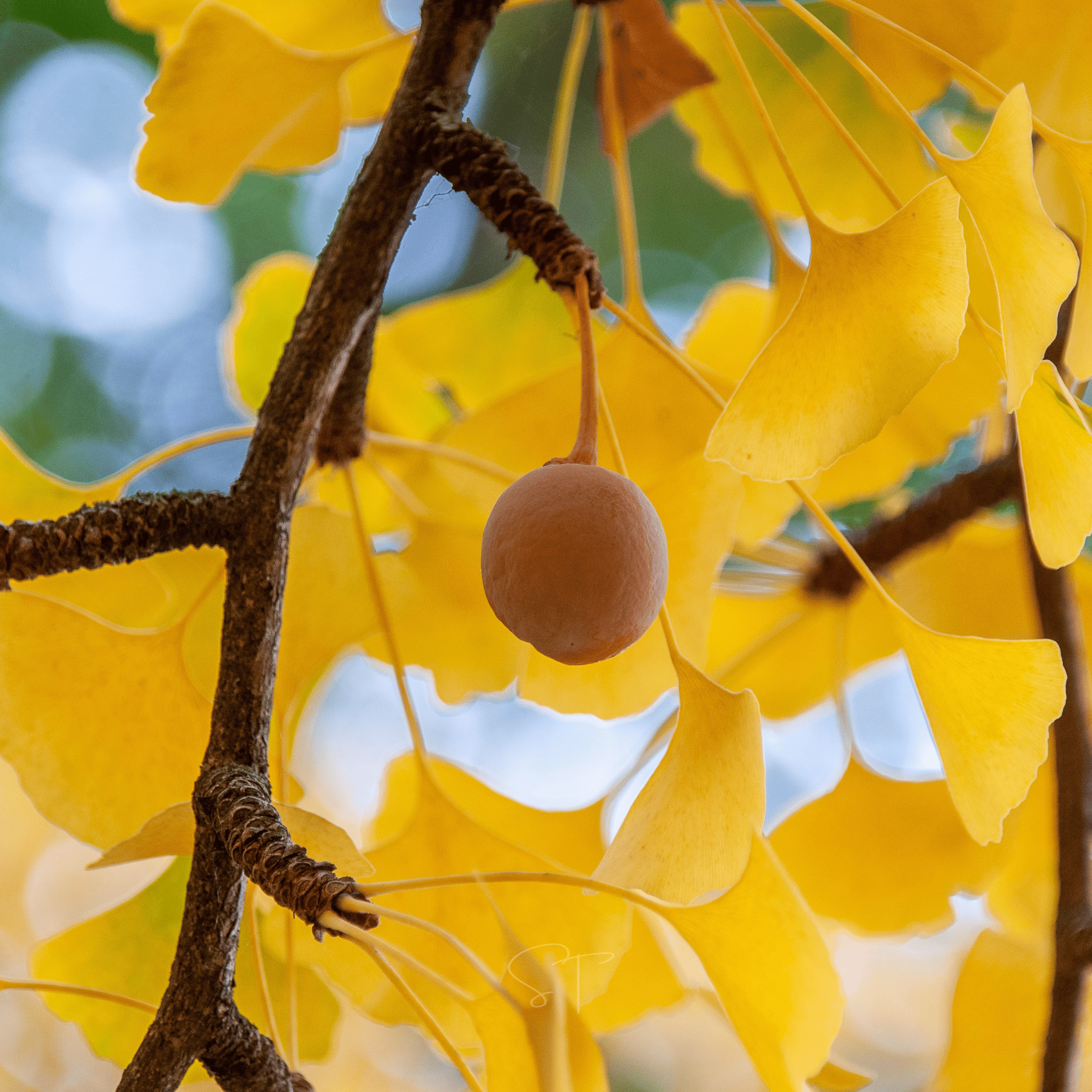 Gingko Biloba Tree – 5 Seeds seed packet from Seed Therapy – American - grown, heirloom seeds