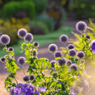 Globethistle, Southern (Echinops ritro) - 25 Seeds seed packet from Seed Therapy – American - grown, heirloom seeds