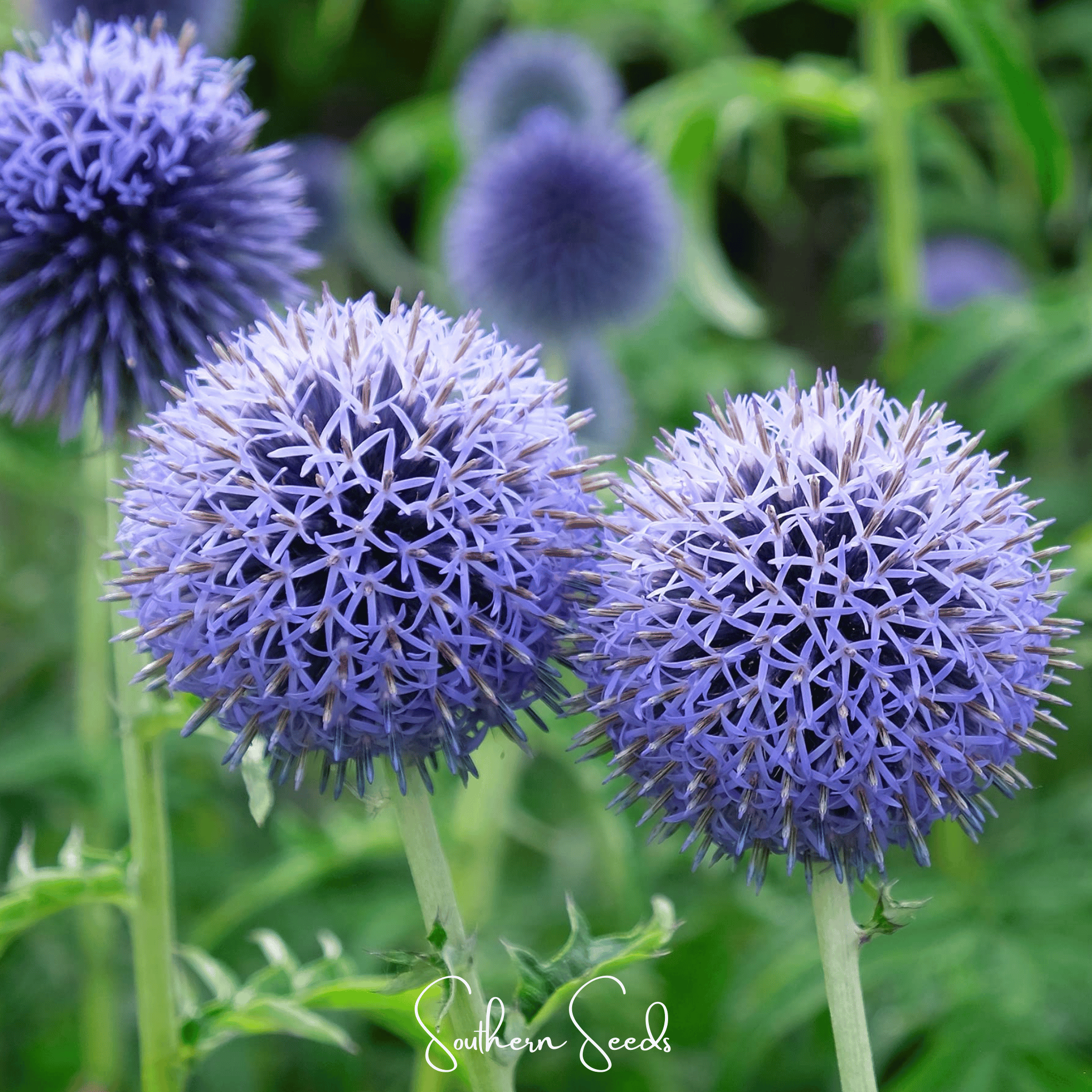 Globethistle, Southern (Echinops ritro) - 25 Seeds seed packet from Seed Therapy – American - grown, heirloom seeds