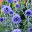 Globethistle, Southern (Echinops ritro) - 25 Seeds seed packet from Seed Therapy – American - grown, heirloom seeds