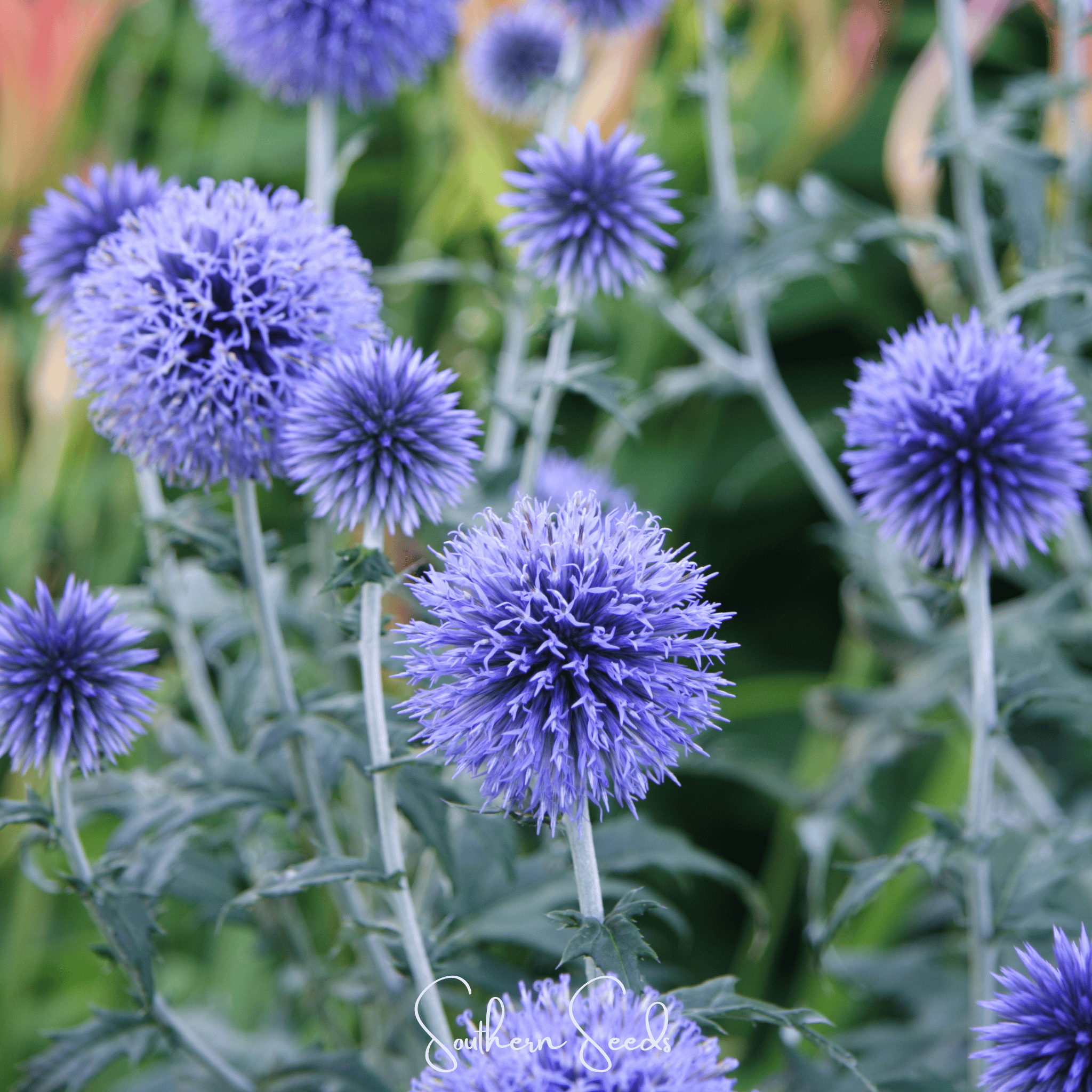 Globethistle, Southern (Echinops ritro) - 25 Seeds seed packet from Seed Therapy – American - grown, heirloom seeds