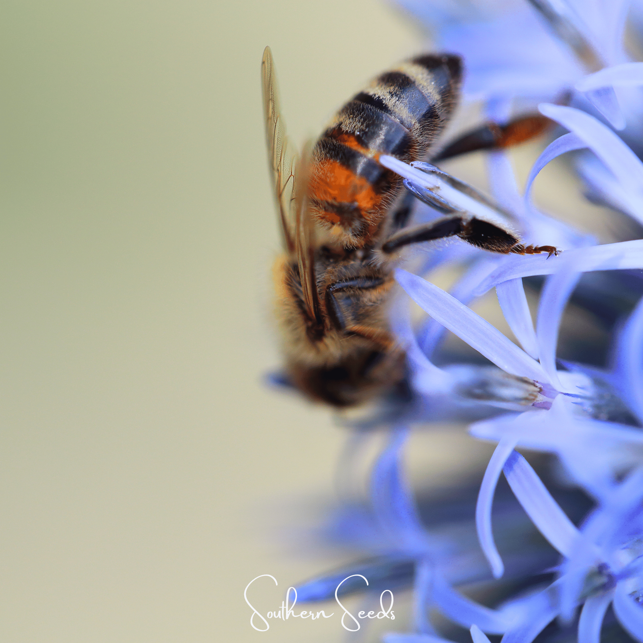 Globethistle, Southern (Echinops ritro) - 25 Seeds seed packet from Seed Therapy – American - grown, heirloom seeds