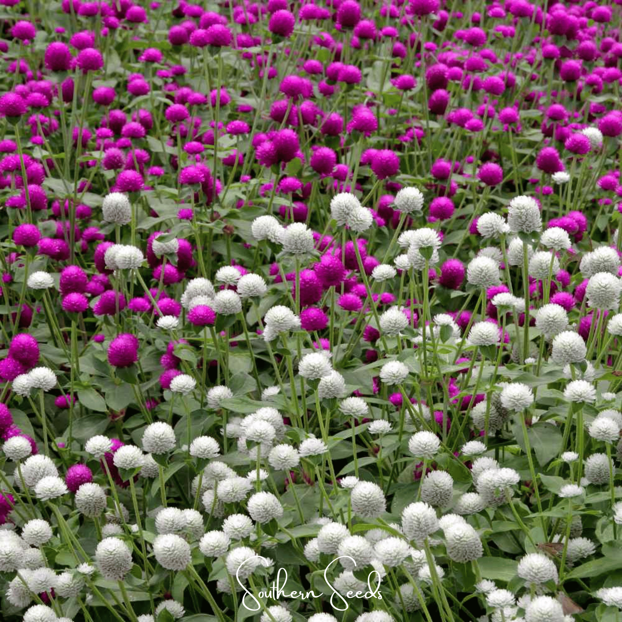 Gomphrena, Globosa Mix (Gomphrena globosa) - 50 Seeds seed packet from Seed Therapy – American - grown, heirloom seeds