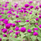 Gomphrena, Globosa Purple (Gomphrena globosa) - 50 seeds seed packet from Seed Therapy – American - grown, heirloom seeds