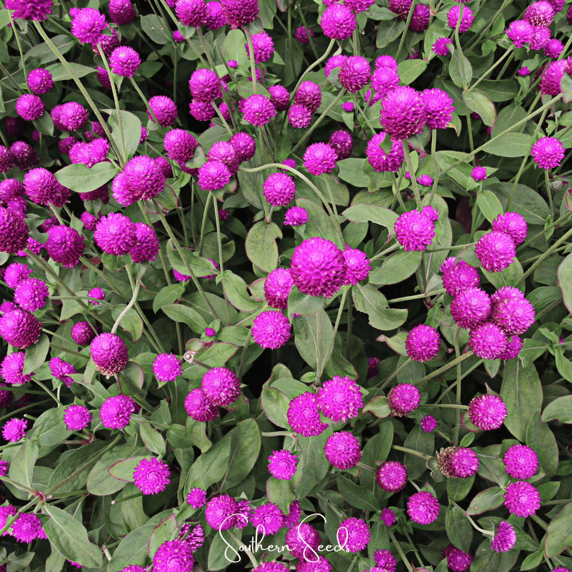 Gomphrena, Globosa Purple (Gomphrena globosa) - 50 seeds seed packet from Seed Therapy – American - grown, heirloom seeds