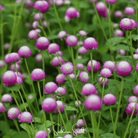 Gomphrena, Globosa Rose (Gomphrena globosa) - 50 seeds seed packet from Seed Therapy – American - grown, heirloom seeds