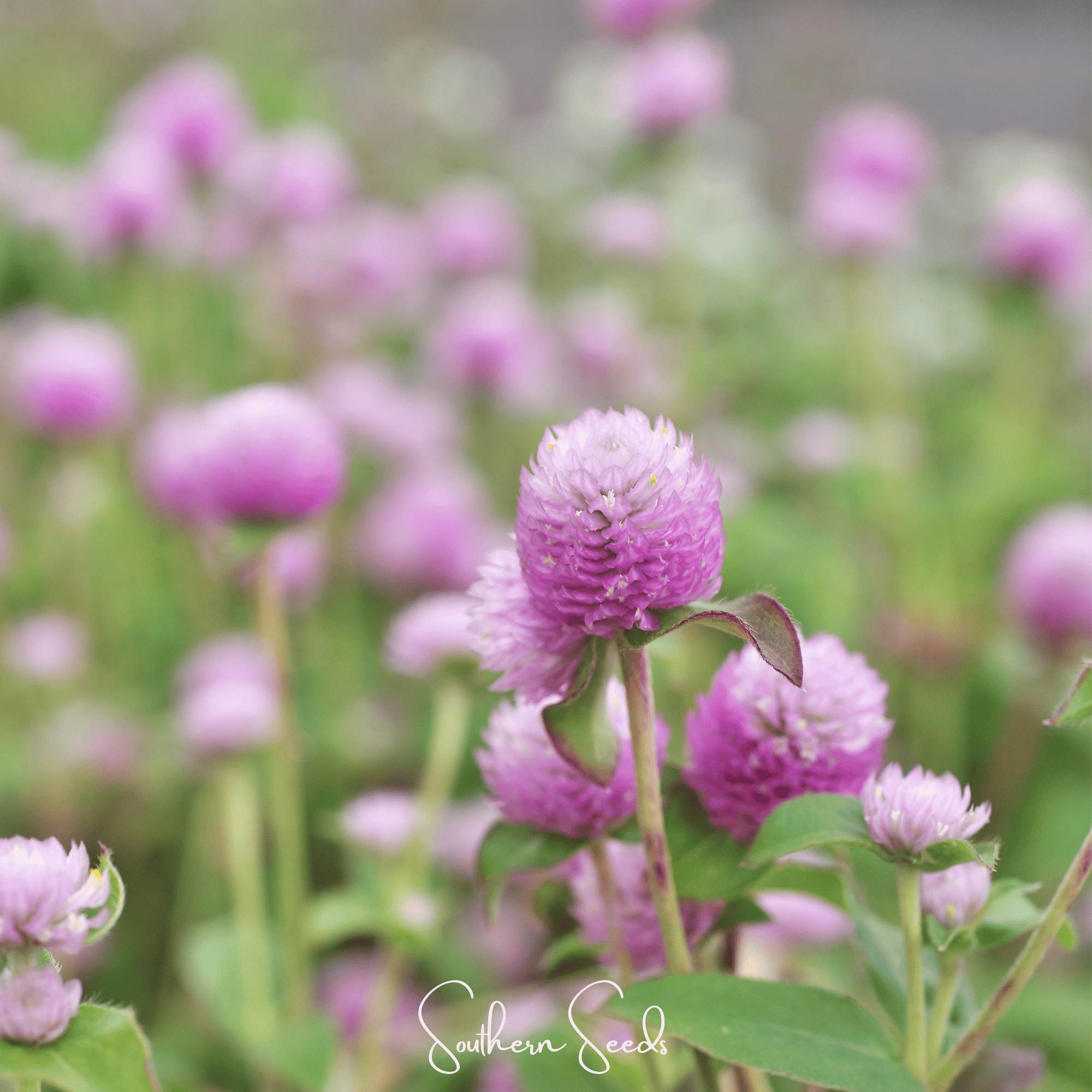 Gomphrena, Globosa Rose (Gomphrena globosa) - 50 seeds seed packet from Seed Therapy – American - grown, heirloom seeds