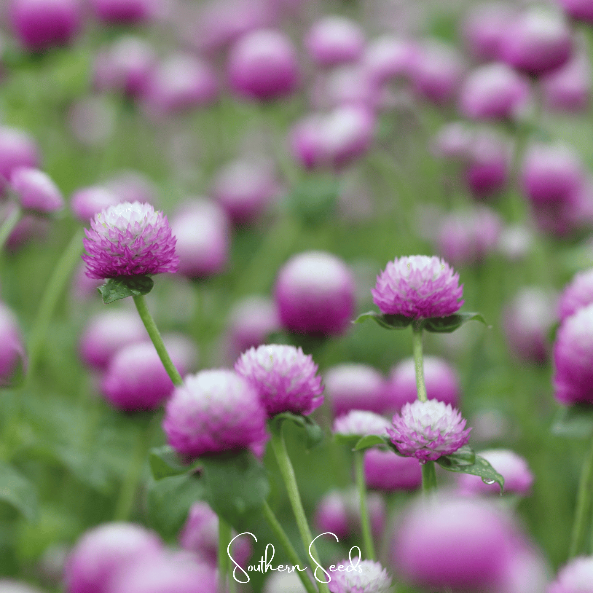 Gomphrena, Globosa Rose (Gomphrena globosa) - 50 seeds seed packet from Seed Therapy – American - grown, heirloom seeds