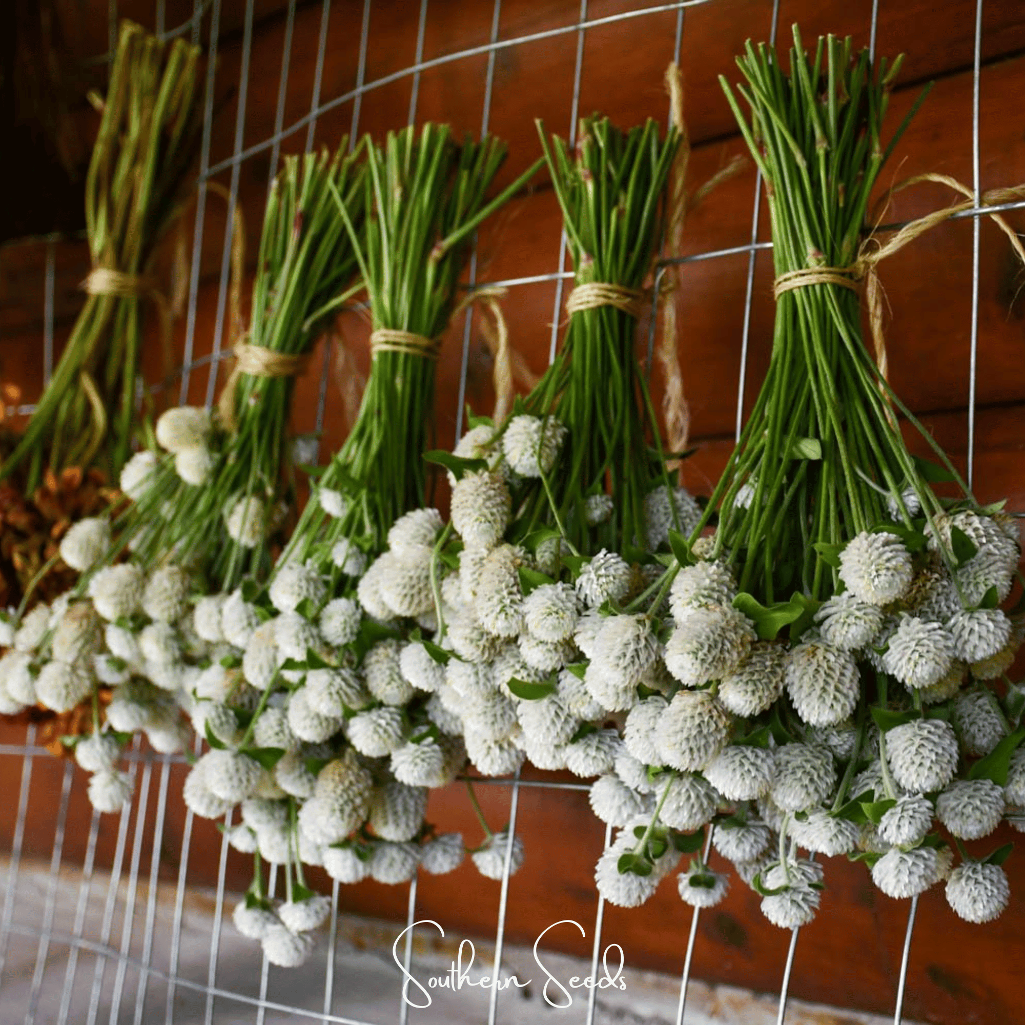 Gomphrena, Globosa White (Gomphrena globosa) - 50 seeds seed packet from Seed Therapy – American - grown, heirloom seeds