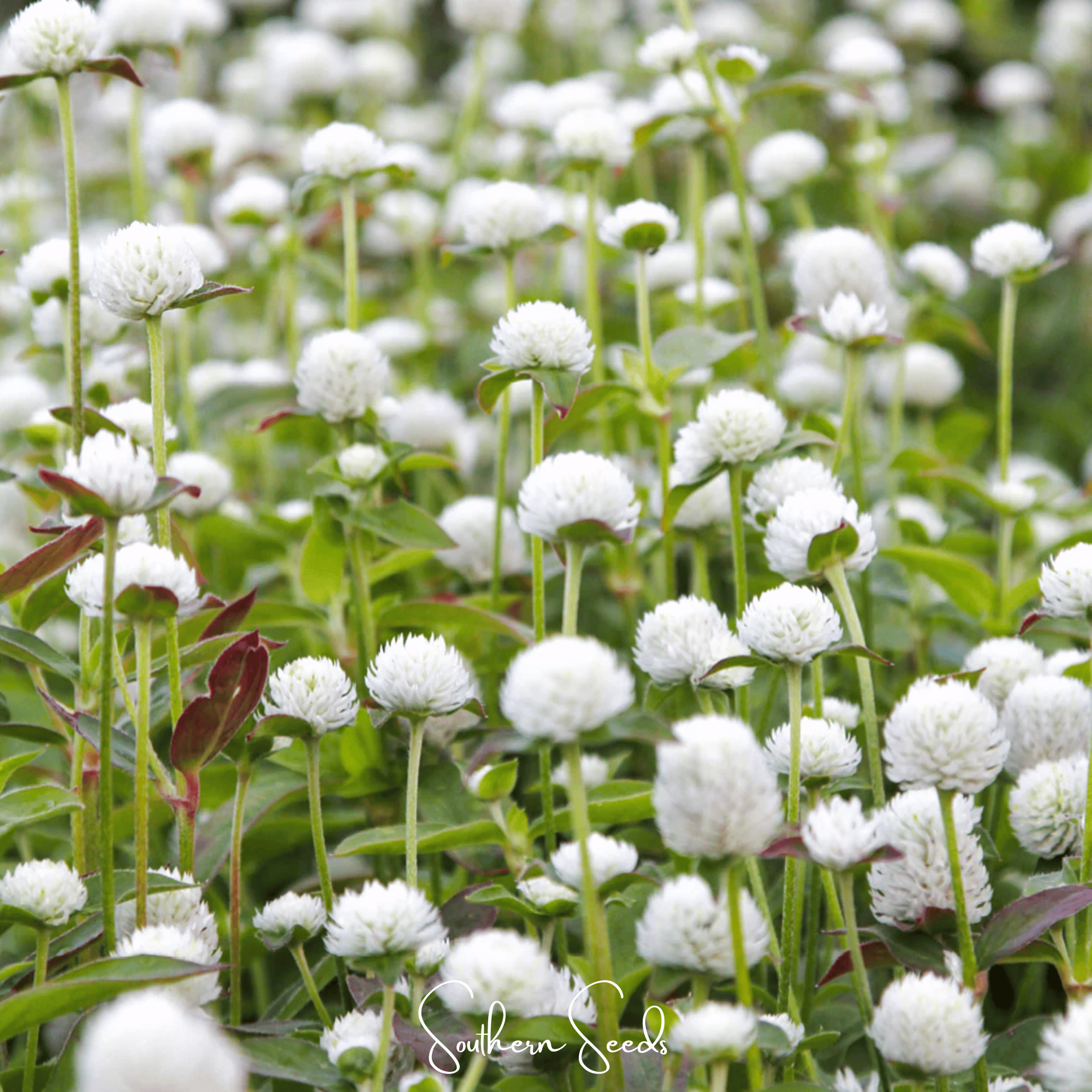 Gomphrena, Globosa White (Gomphrena globosa) - 50 seeds seed packet from Seed Therapy – American - grown, heirloom seeds