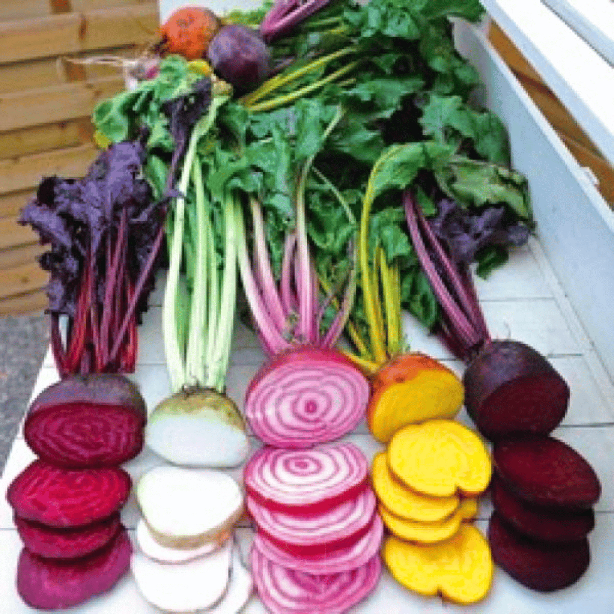 Gourmet Blend Beet – 50 Seeds seed packet from Seed Therapy – American - grown, heirloom seeds
