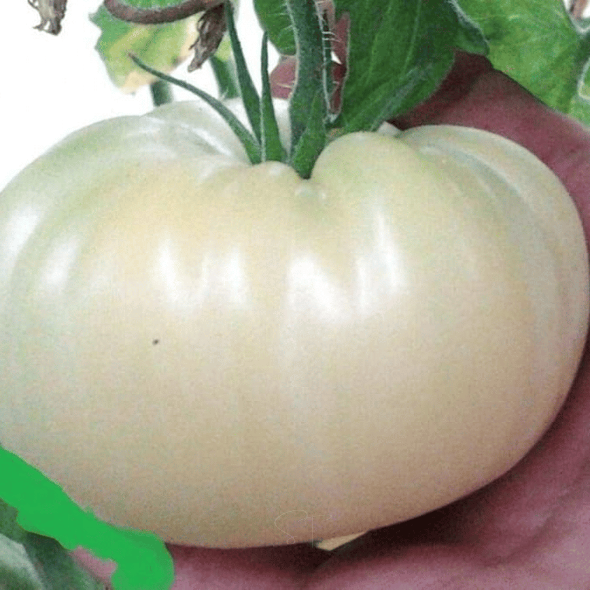 Great White Tomato – 30 Seeds seed packet from Seed Therapy – American - grown, heirloom seeds